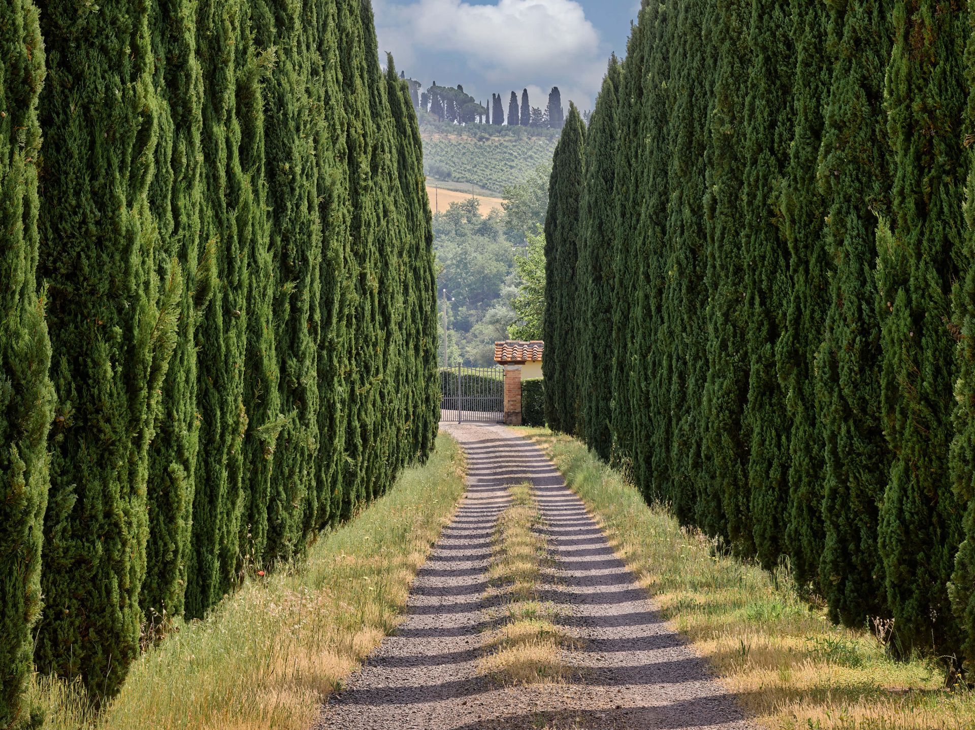 1920x1439 Avenue with cypresses
