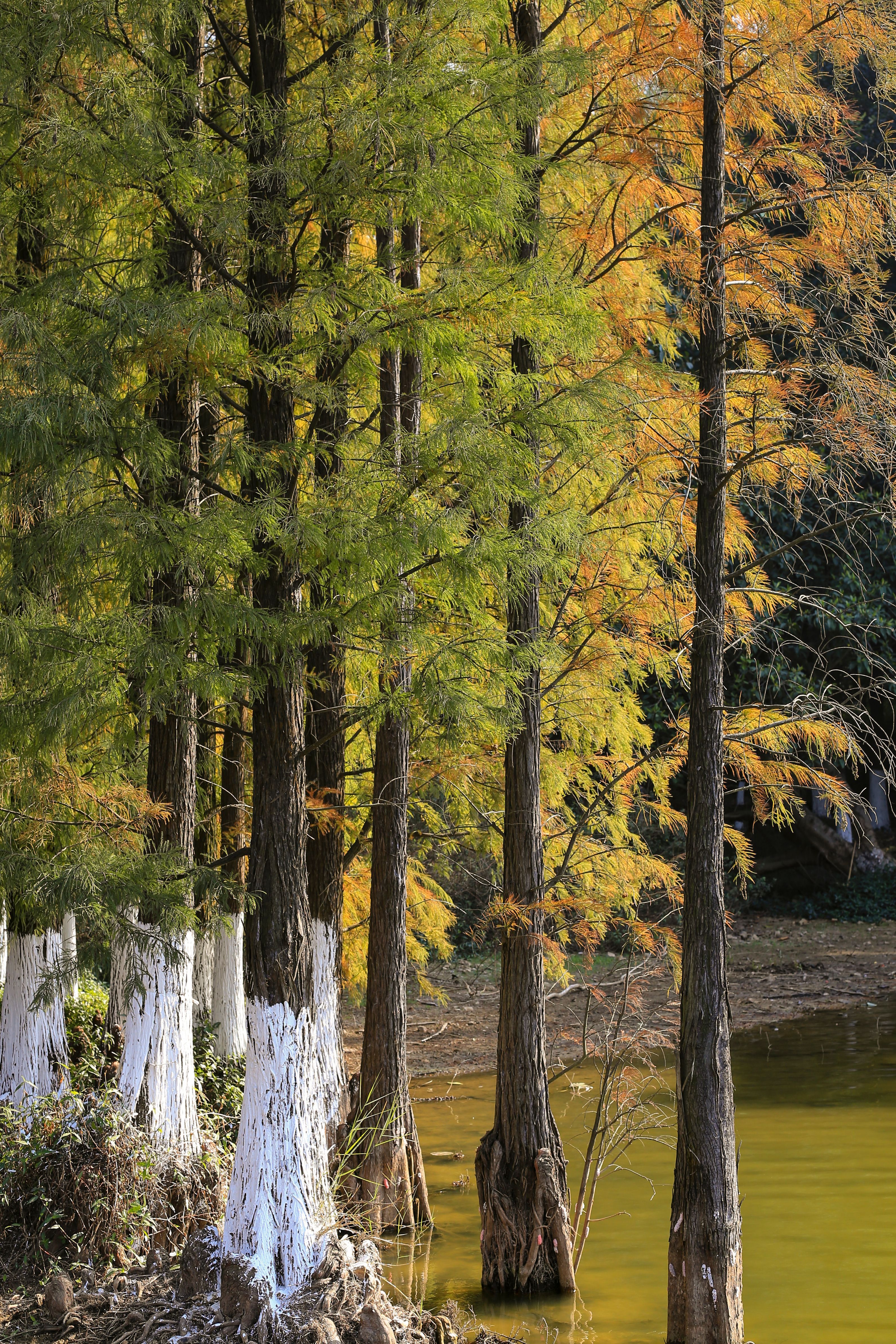 3183x4774 Bald Cypress Trees Photo, Download The BEST Free Bald Cypress Trees & HD Image