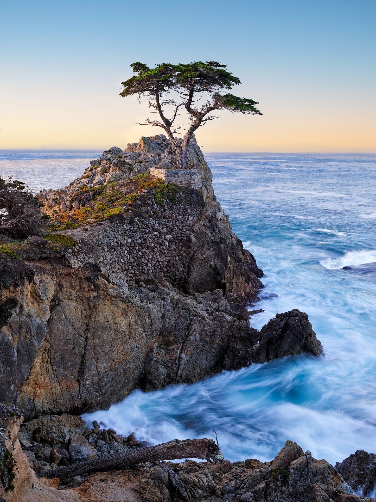 1445x1926 Lone Cypress at Daybreak