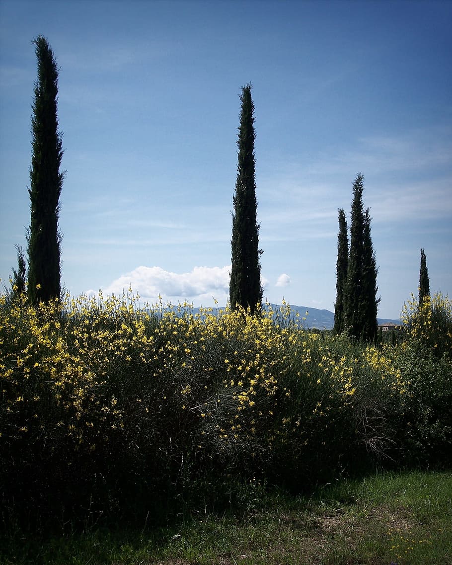 910x1137 HD wallpaper: Cypress Trees, Brooms, backlight, treetops, italy, tuscany