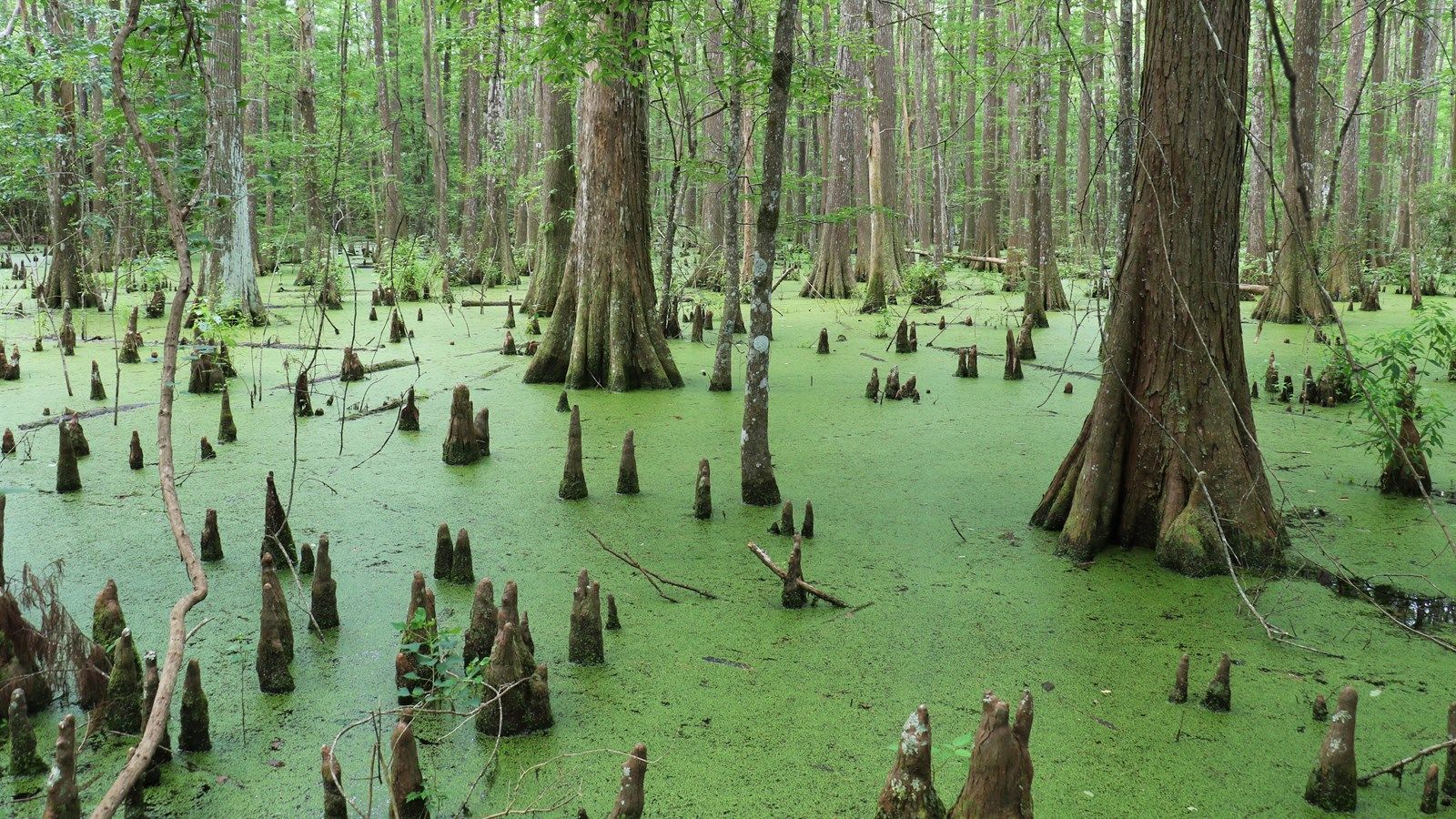 1600x900 Teel Road Cypress Swamp (U.S. National Park Service)