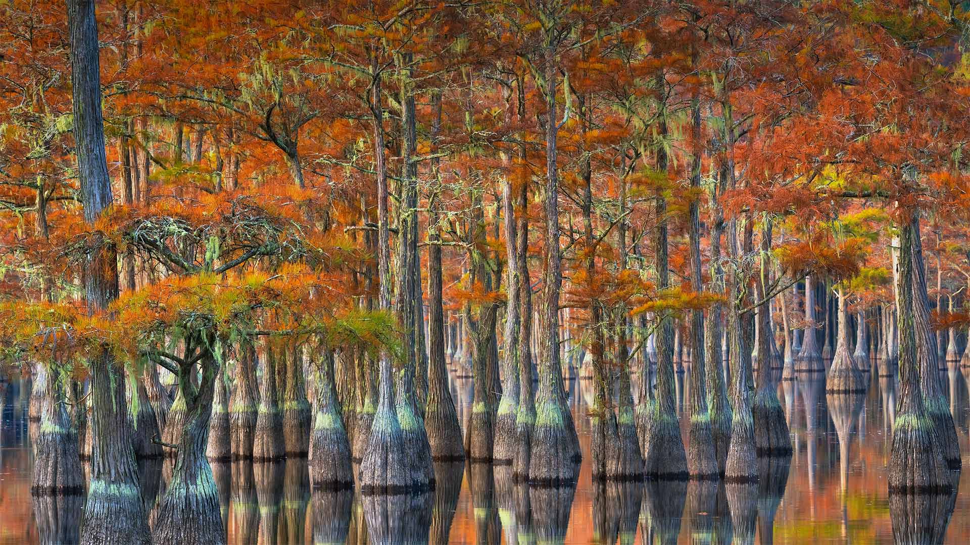 1920x1080 Bing image: Bald cypress trees in Georgia Wallpaper Gallery