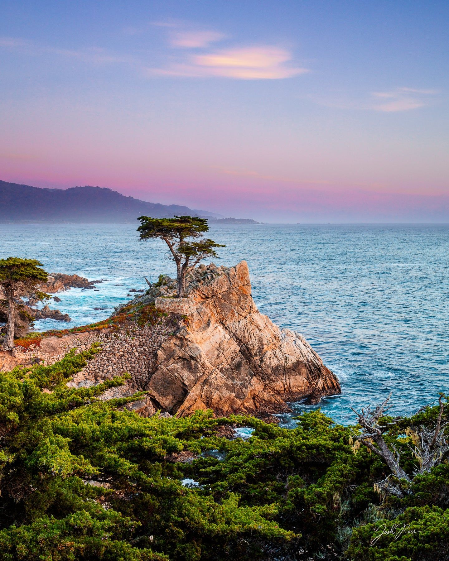 1440x1800 The Lone Cypress