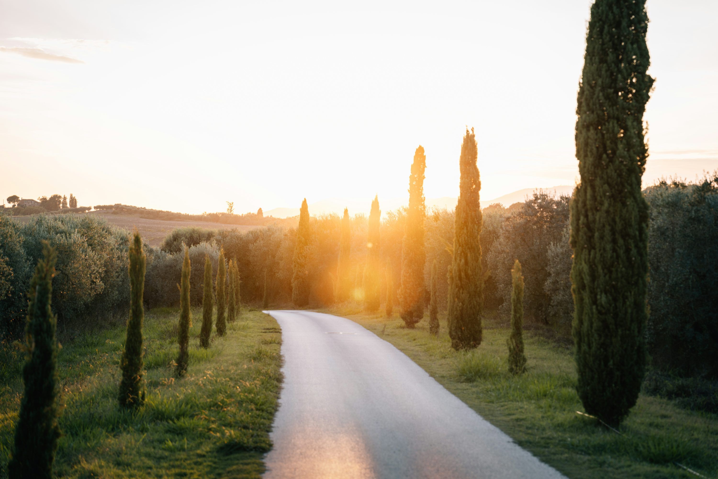 3000x2000 Road lined with cypress trees at sunset photo