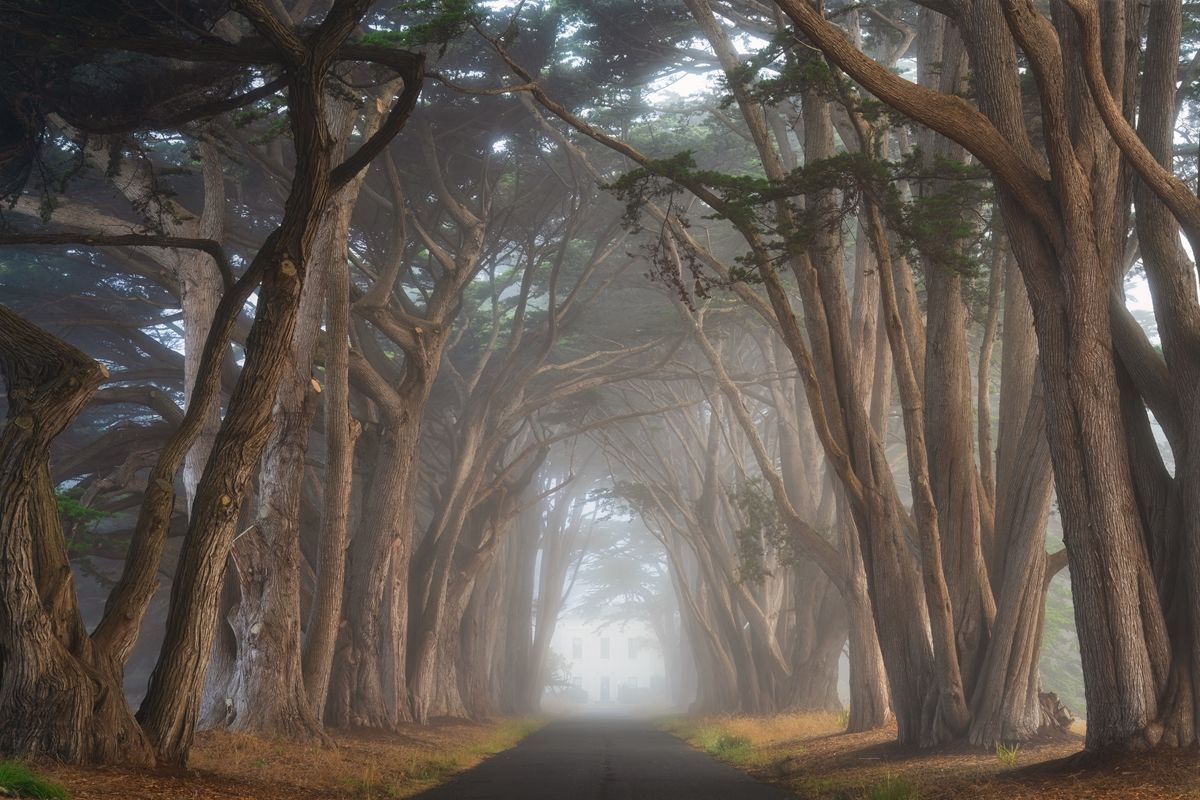 1200x800 Cypress tree tunnel California posters & prints