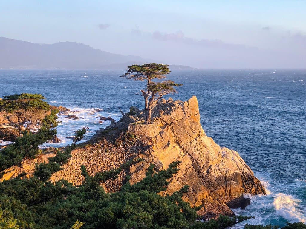 1024x768 The Lone Cypress (2026)