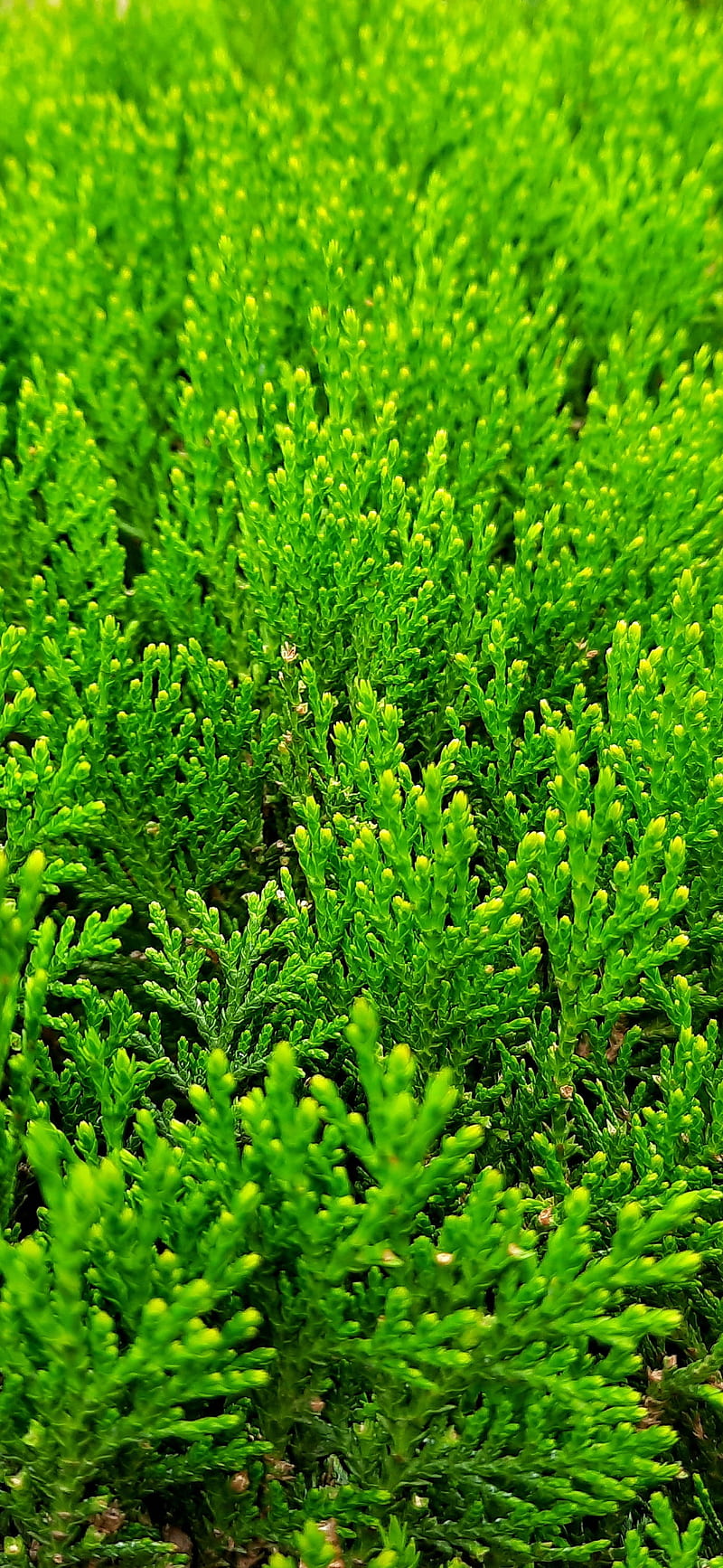 800x1734 Green cypress plant, tree, HD phone wallpaper