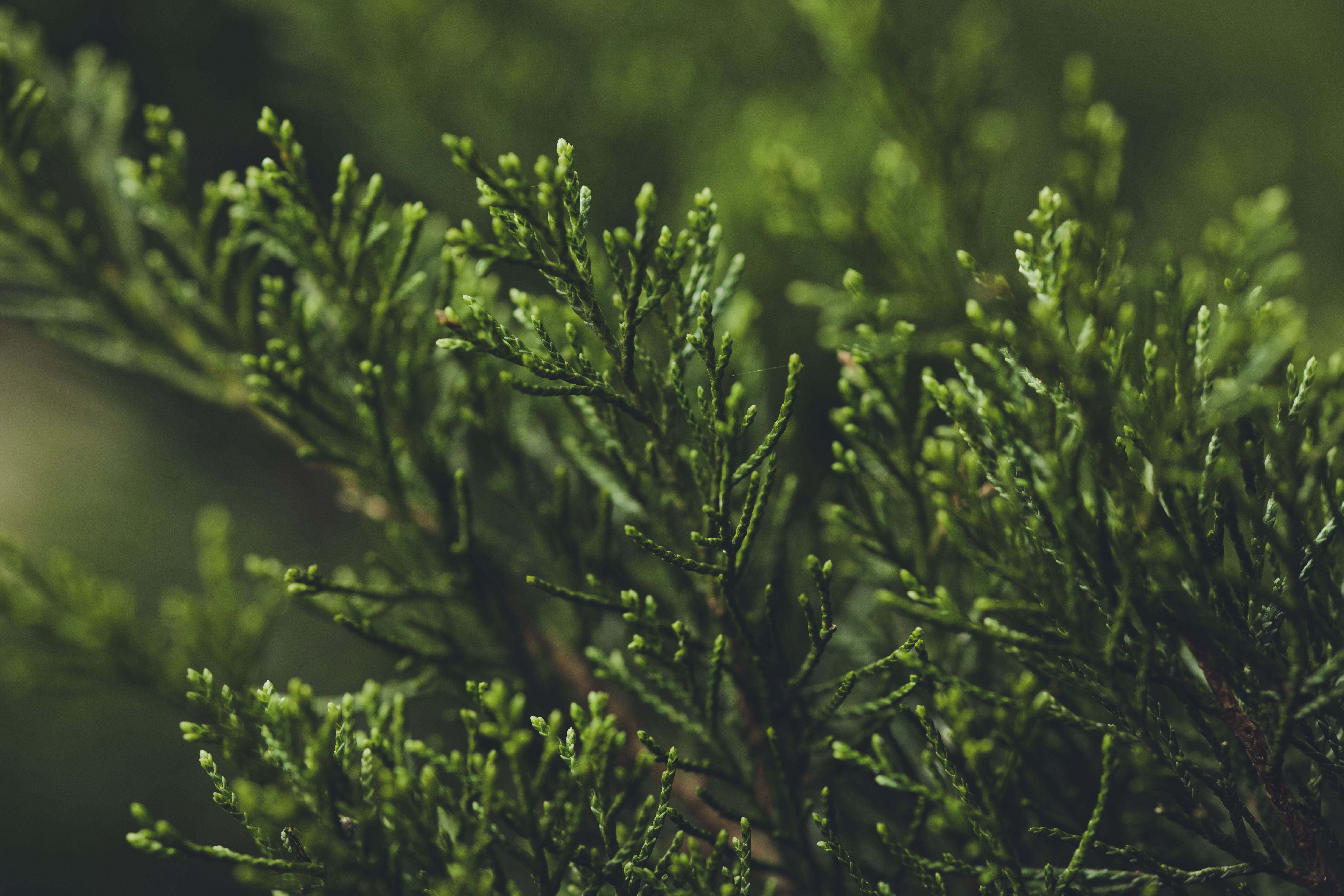 6240x4160 Close Up Of A Cypress Tree · Free