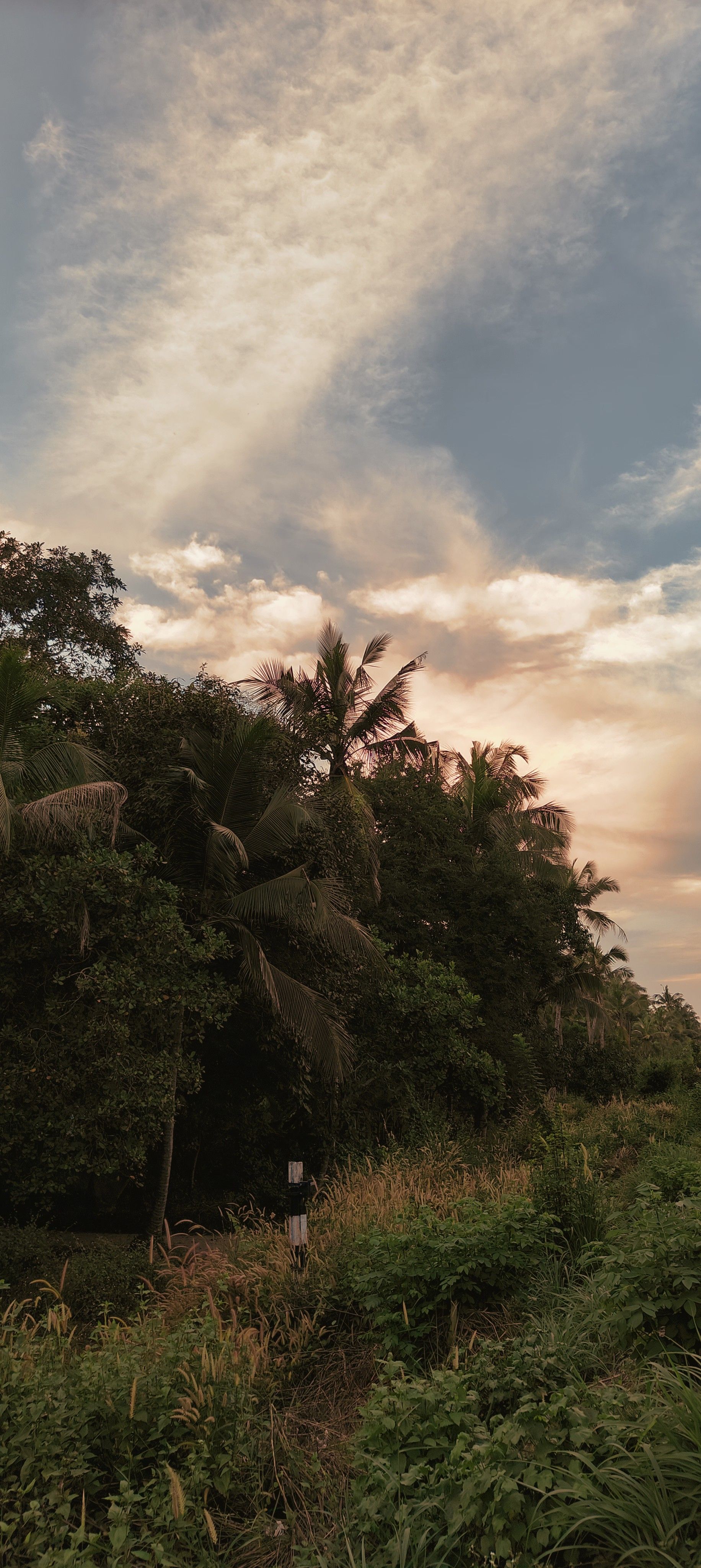 1832x4096 Shot on Oppo Reno 10 Pro plus