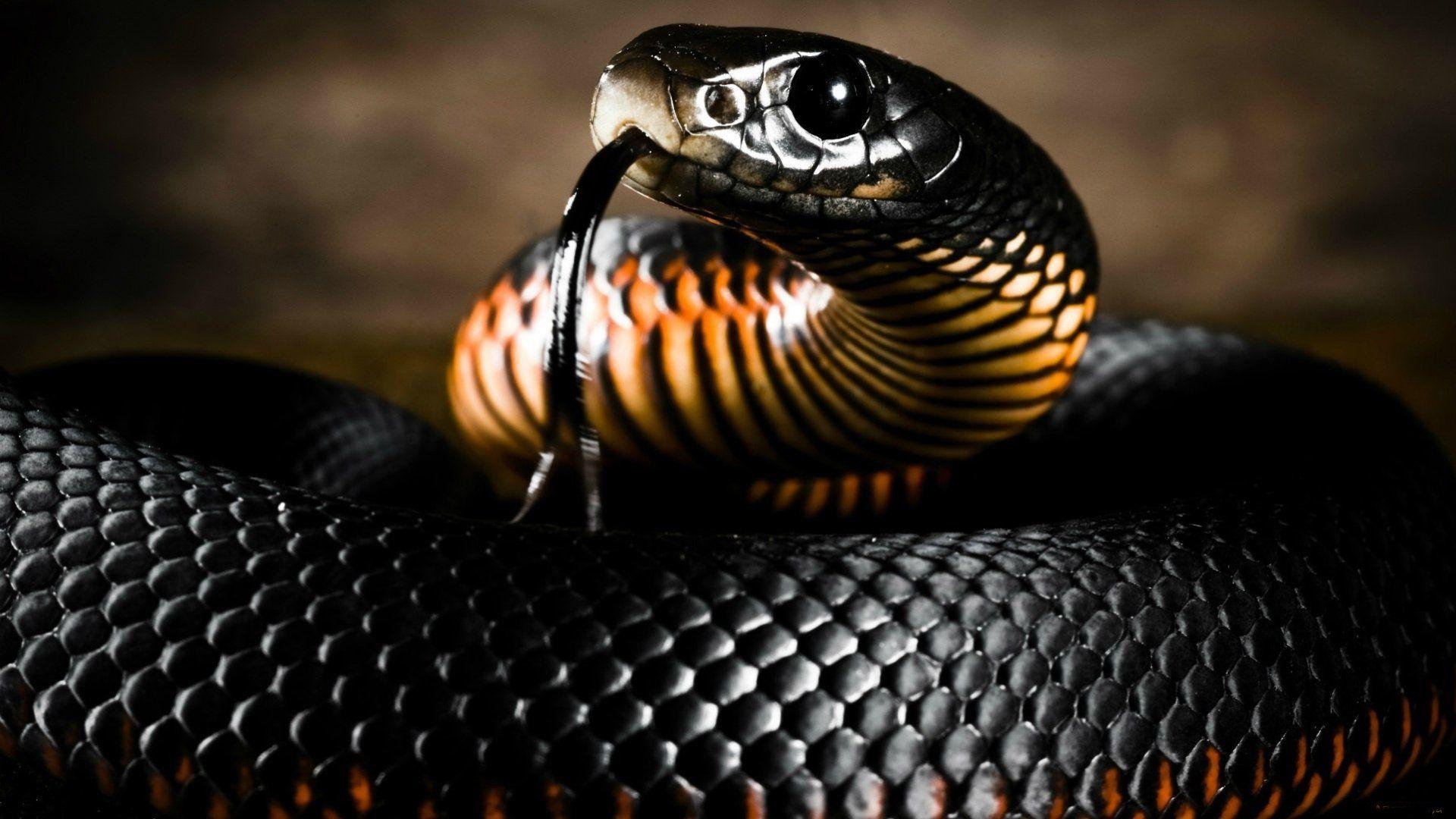 1920x1080 Black mamba snake wallpaperx1080