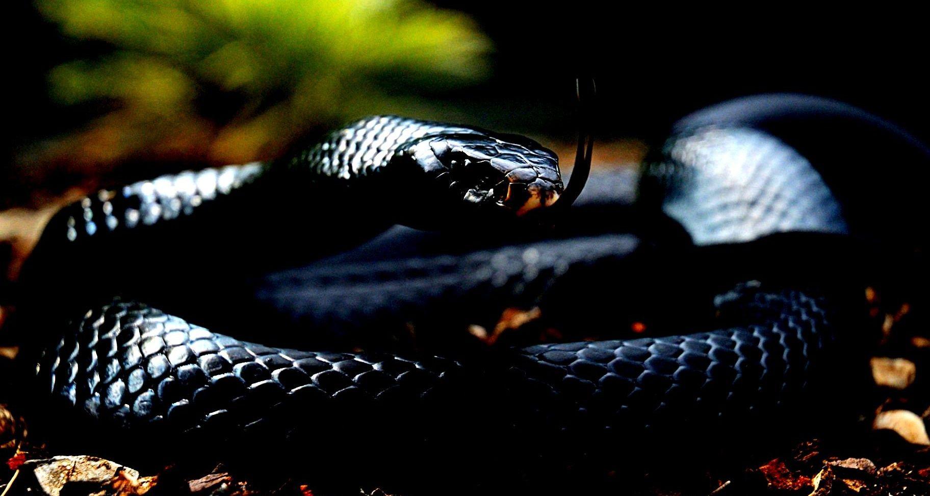 Black Mamba Wallpapers Pictures HD APK for Android Download