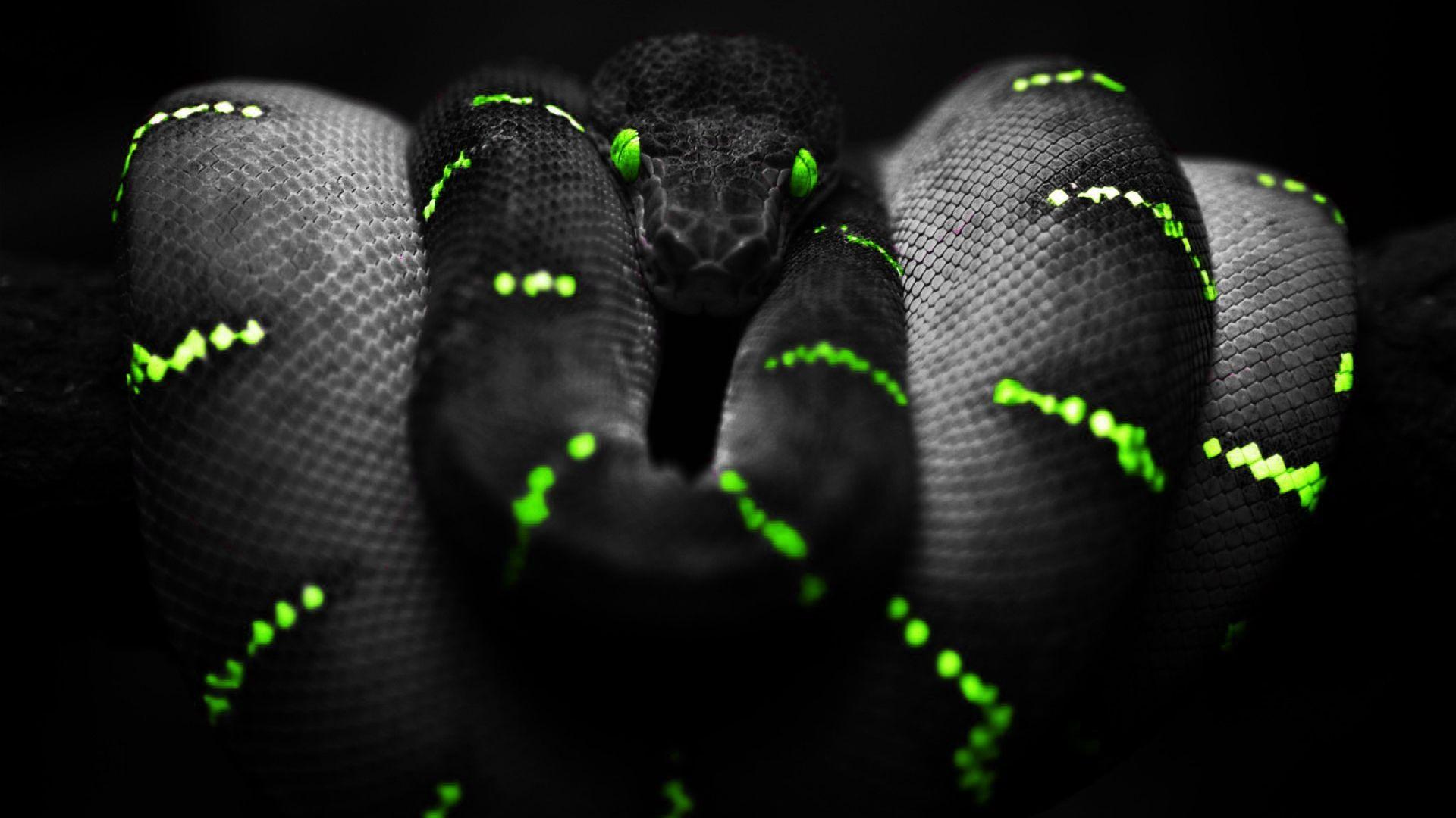 1920x1080 Free download Back Gallery For black mamba snake wallpaper [1920x1200] for your Desktop, Mobile & Tablet. Explore Black Mamba Wallpaper. Kobe Bryant Wallpaper Kobe Bryant Wallpaper Black Mamba, Kobe Bryant Wallpaper