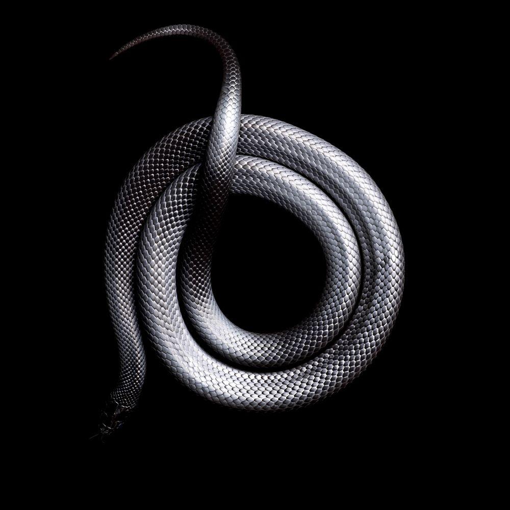 1000x1000 Vivid Snake Photo Come at a Cost