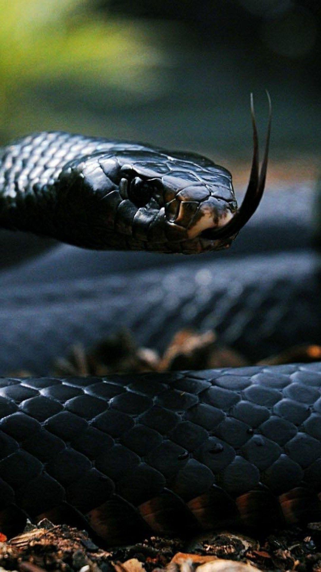 1080x1920 Black Snake Wallpaper