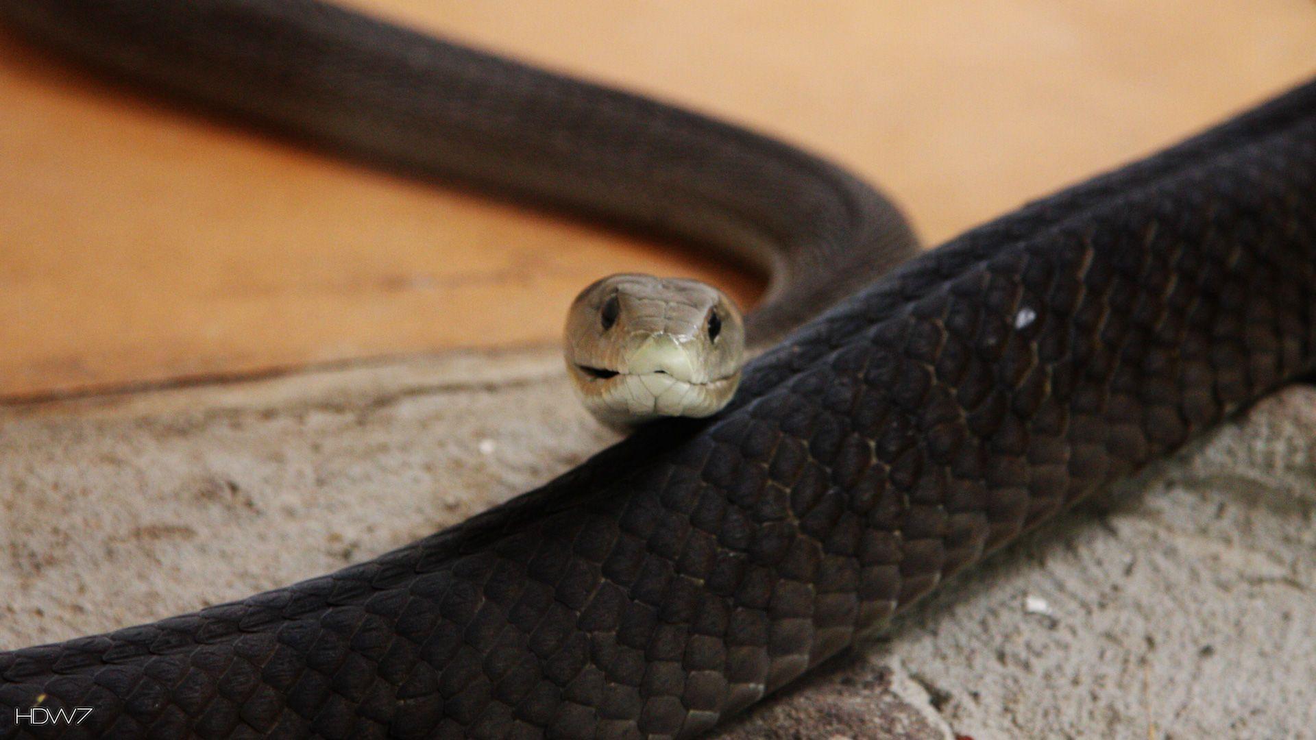 Black Mamba Snake Wallpapers Top Free Black Mamba Snake Backgrounds
