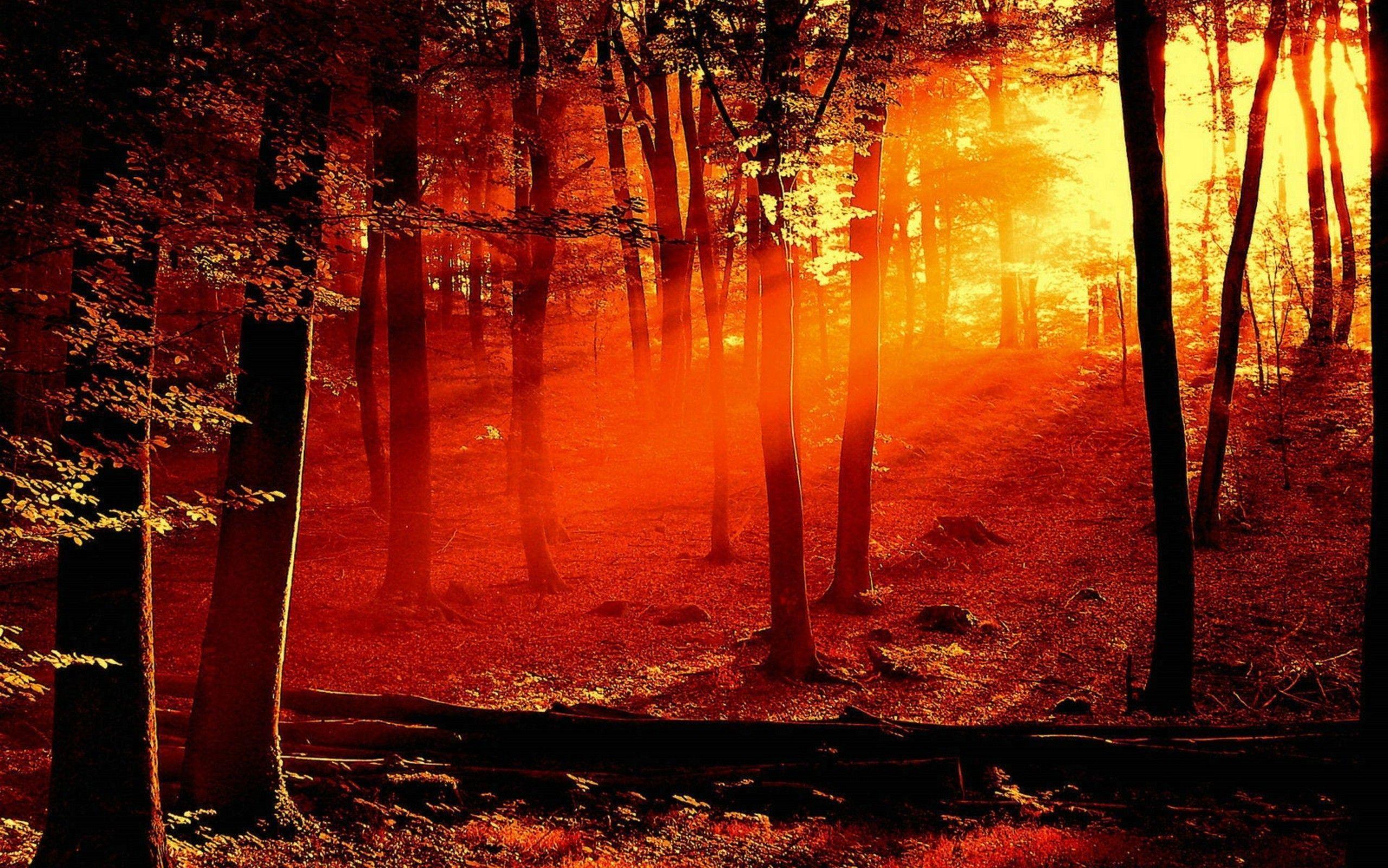 Burning Forest Wallpapers Top Free Burning Forest Backgrounds