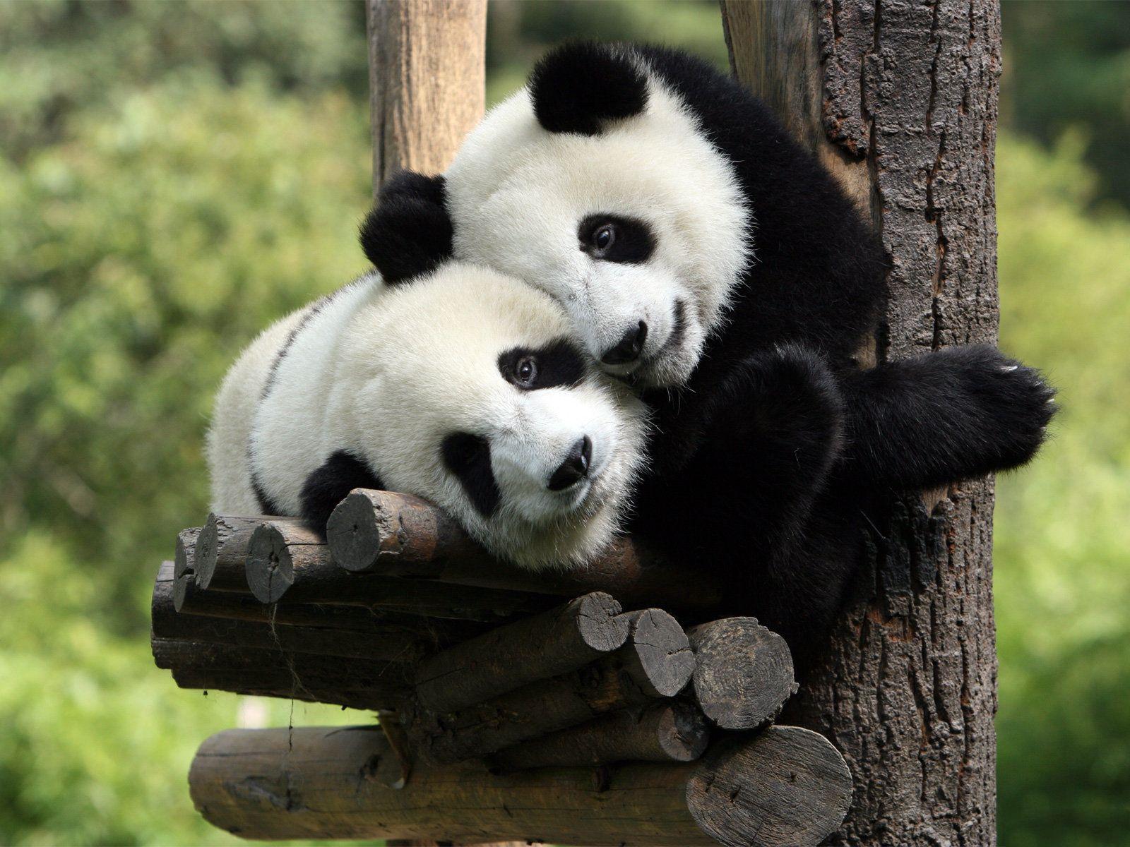 1600x1200 Hình nền Two Love Panda