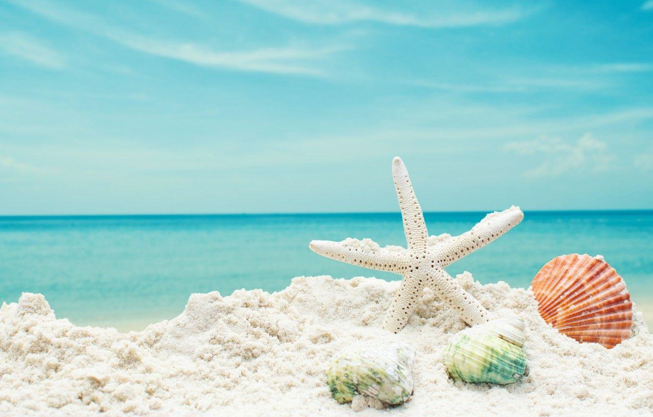 1332x850 Wallpaper sand, sea, beach, star, shell, summer, beach, sea, blue, sand, starfish, seashells image for desktop, section природа