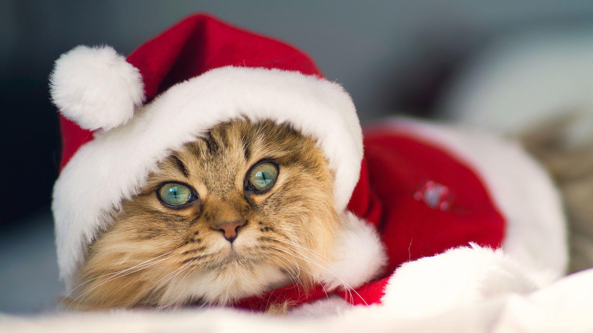 1920x1080 Wallpaper The kitty also love Christmas 1920x1440 HD Picture, Image