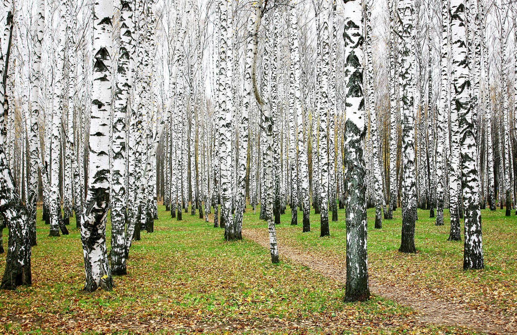 Birch Forest Wallpapers - Top Free Birch Forest Backgrounds