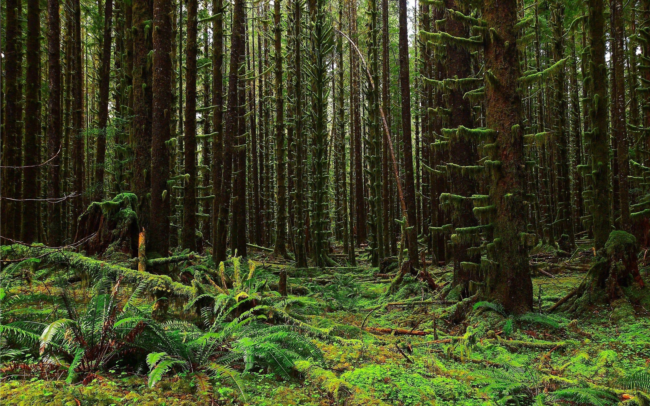 2560x1600 Hd Forest Wallpaper Free HD Wallpaper