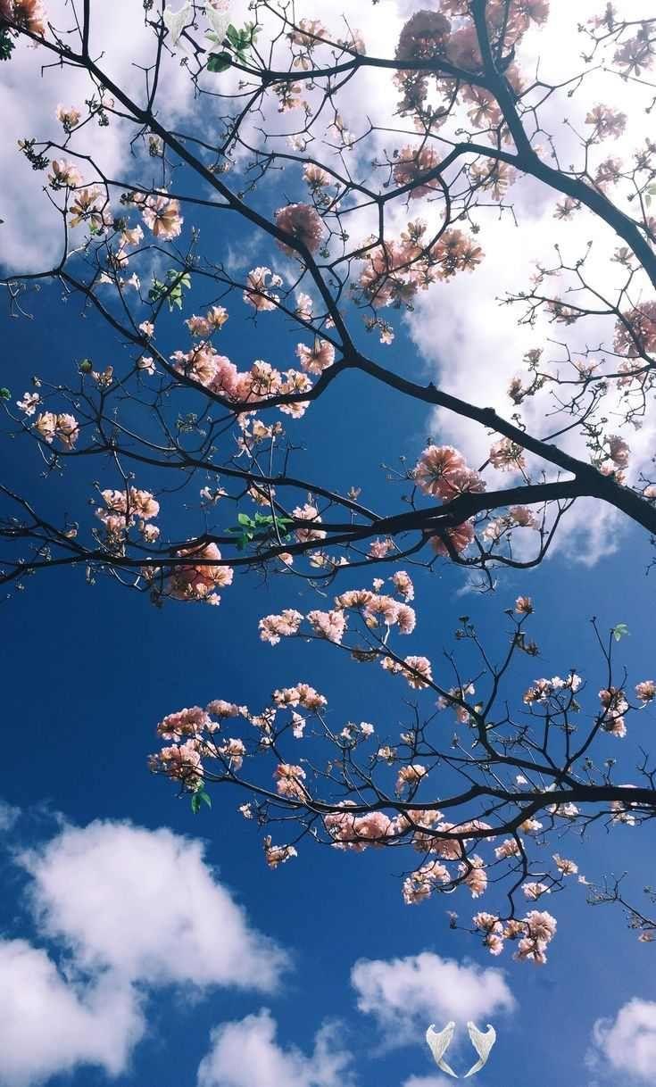 735x1218 lock screen korean wallpaper iphone #wallpaper iphone xs #wallpaper iphone 11 #wallpaper iphone 7. Aesthetic wallpaper, Nature wallpaper, Cute flower wallpaper
