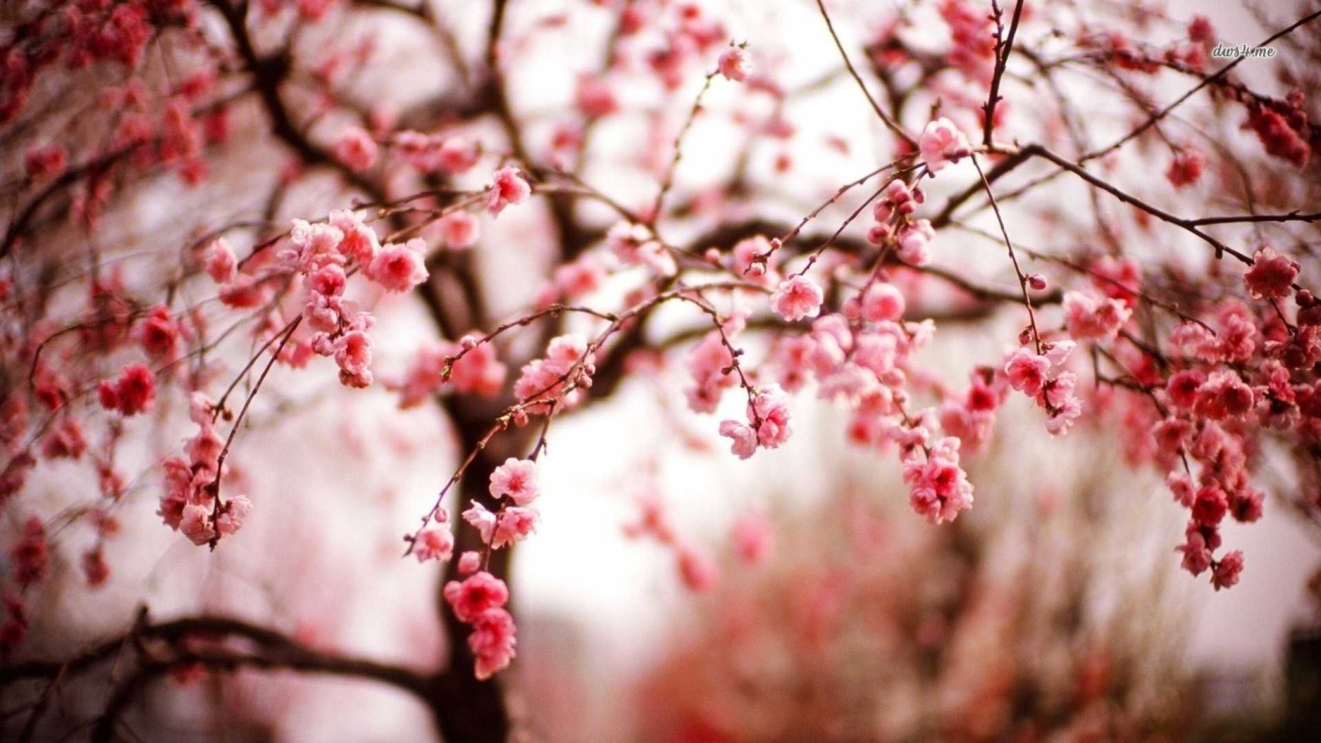 1920x1080 Winter Flowers Wallpaper