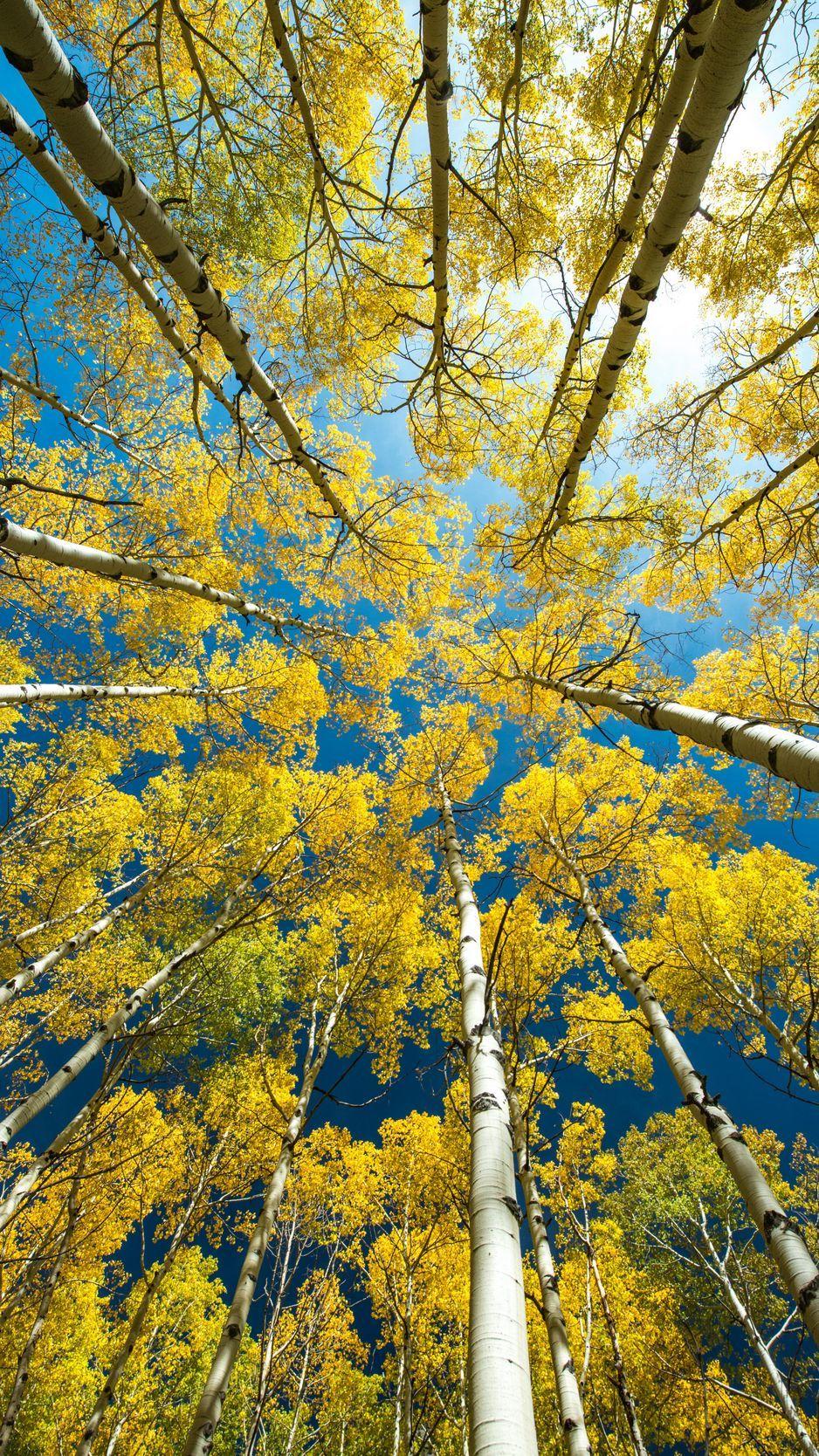 Birch Forest Wallpapers - Top Free Birch Forest Backgrounds