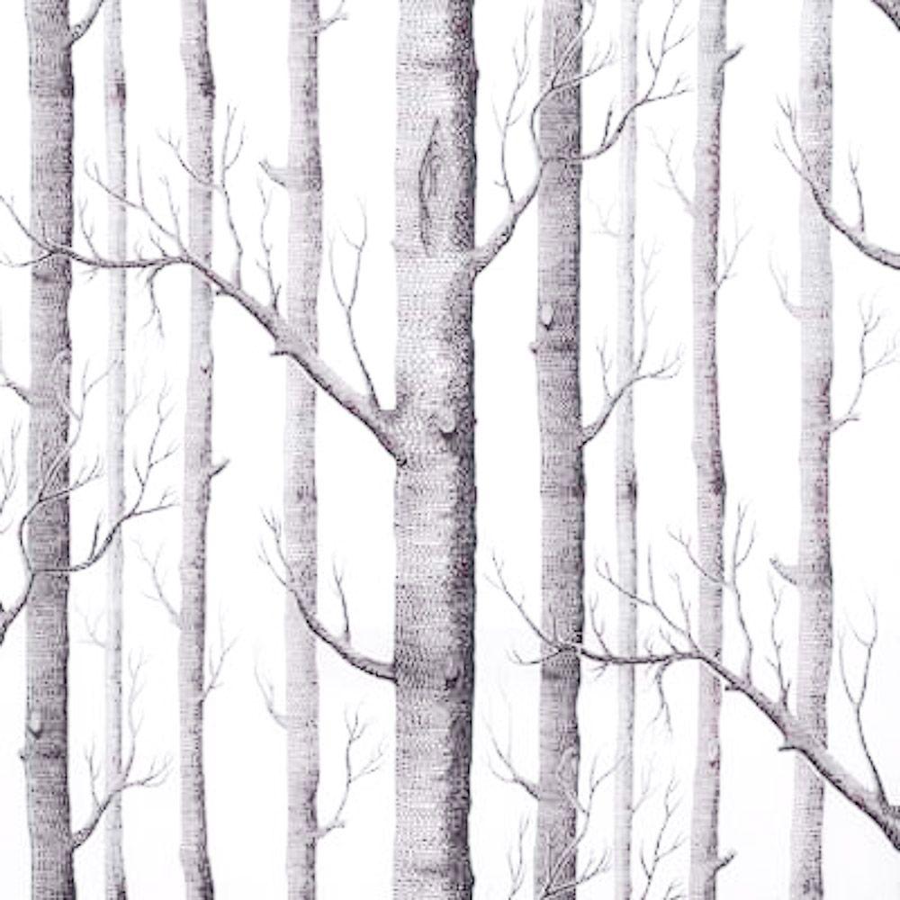 1000x1000 Wallpaper with Birch Trees