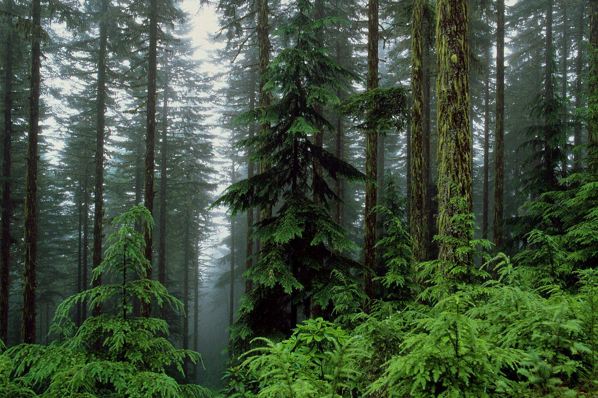 2000x1333 Coniferous forest wallpaper. Day. Summer