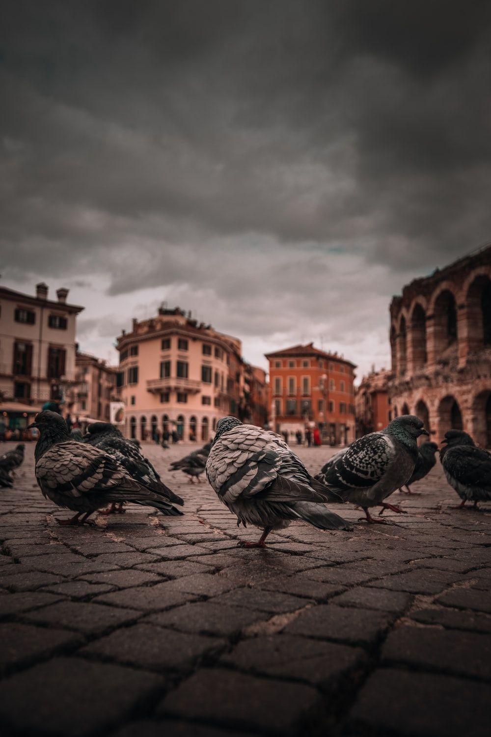 1000x1500 Verona, Italy Picture. Download Free Image