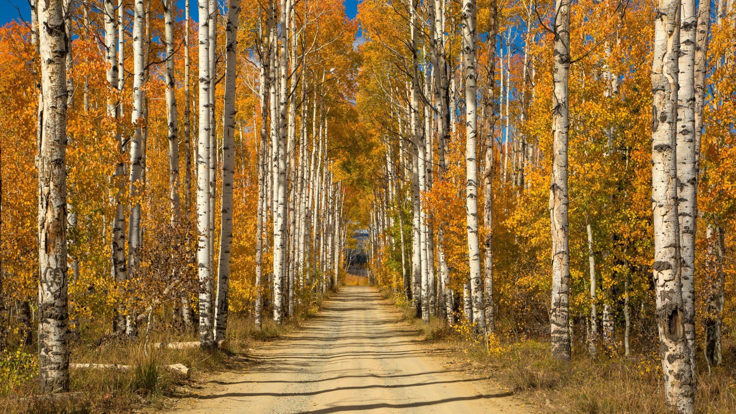 2560x1440 Birch Trees Road Wallpaper Free HD Wallpaper