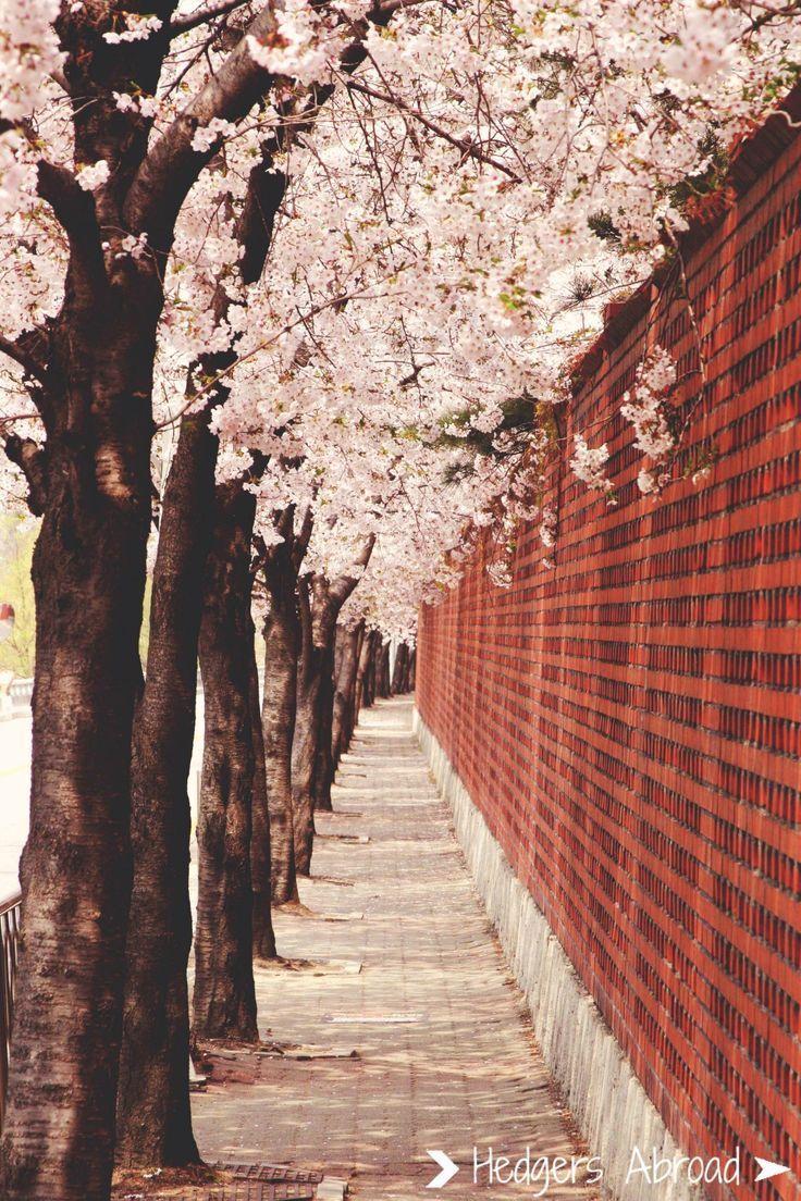 736x1104 Hedgers Abroad. South korea seoul, Korea wallpaper, South korea travel
