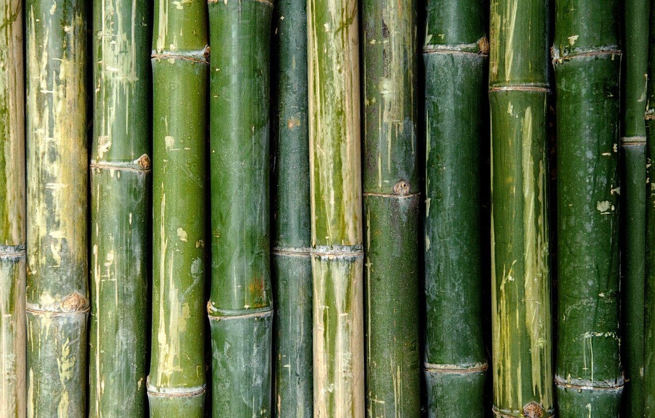 Bamboo Pattern Wallpapers - Top Free Bamboo Pattern Backgrounds ...