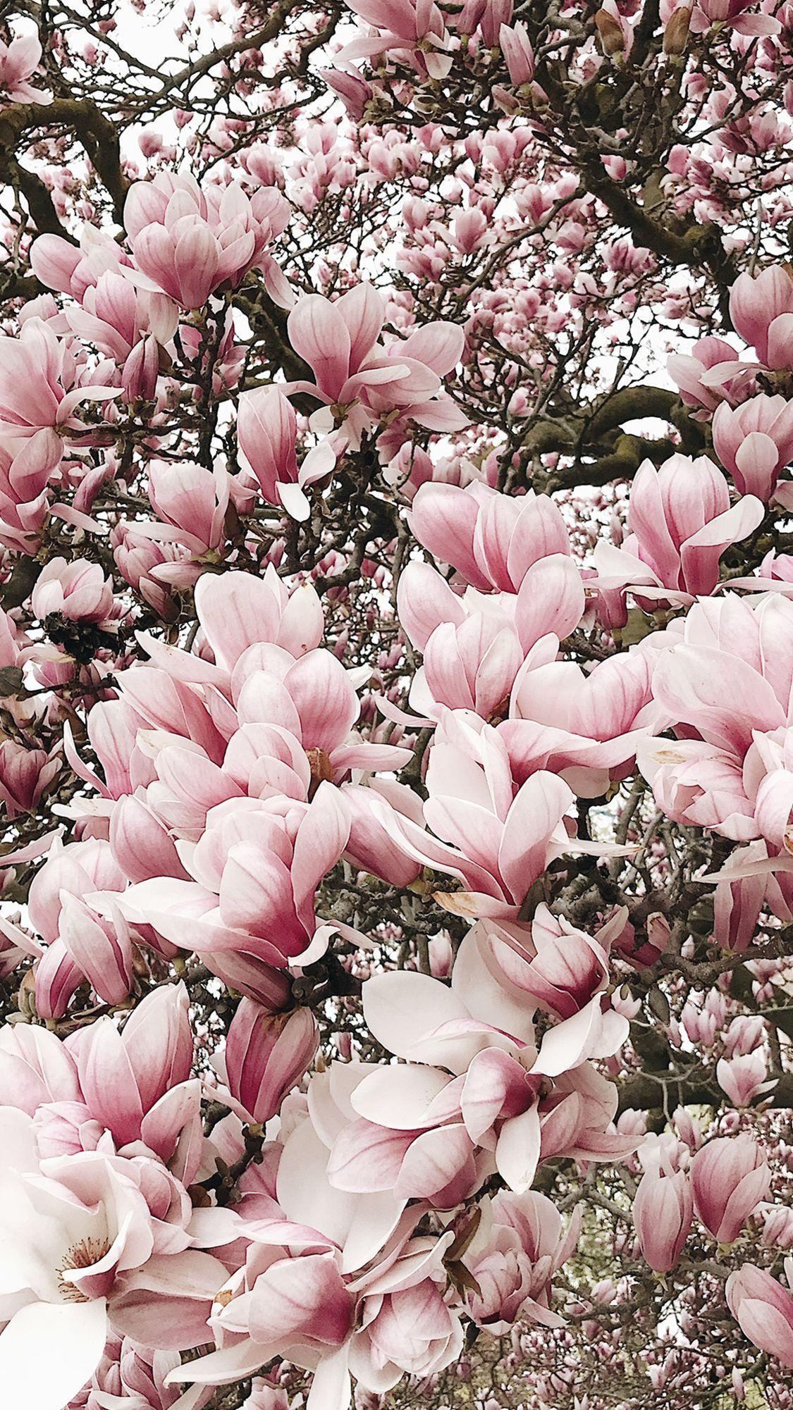 Magnolia Tree Wallpapers - Top Free Magnolia Tree Backgrounds - WallpaperAccess