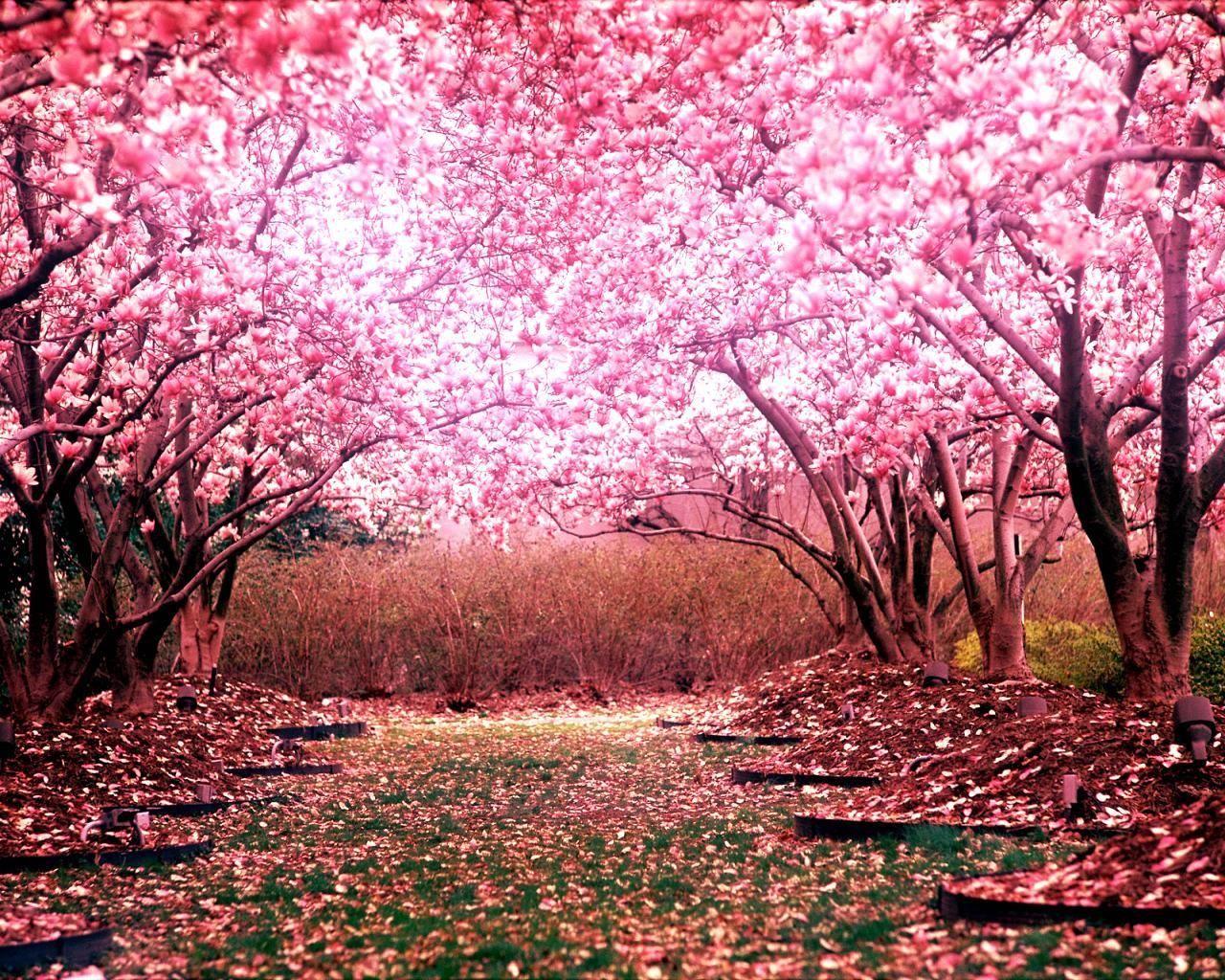1280x1024 cherry blossom landscape wallpaper. Cherry blossom background, Cherry blossom wallpaper, Cherry blossom tree