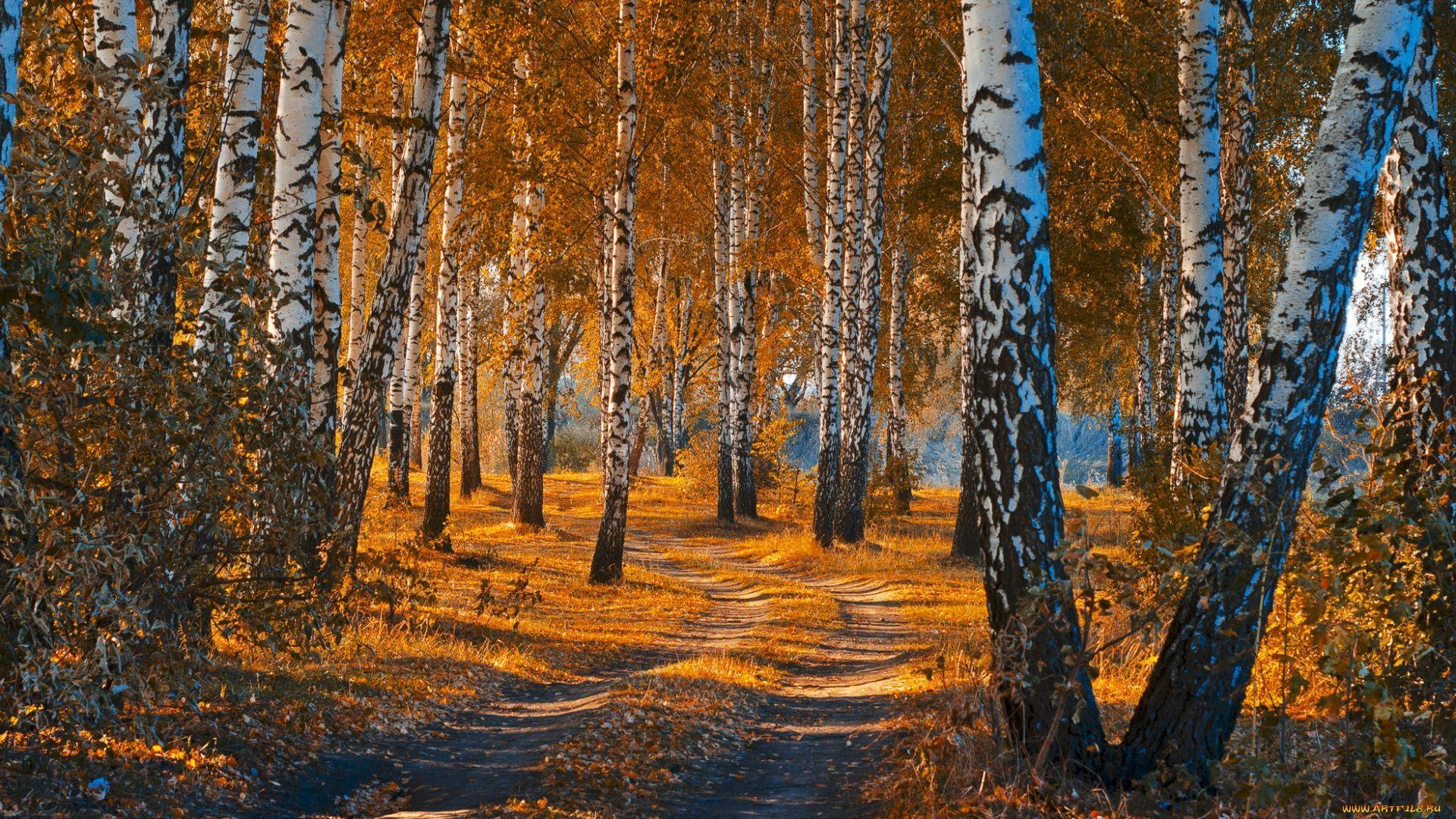 Birch Forest Wallpapers - Top Free Birch Forest Backgrounds ...