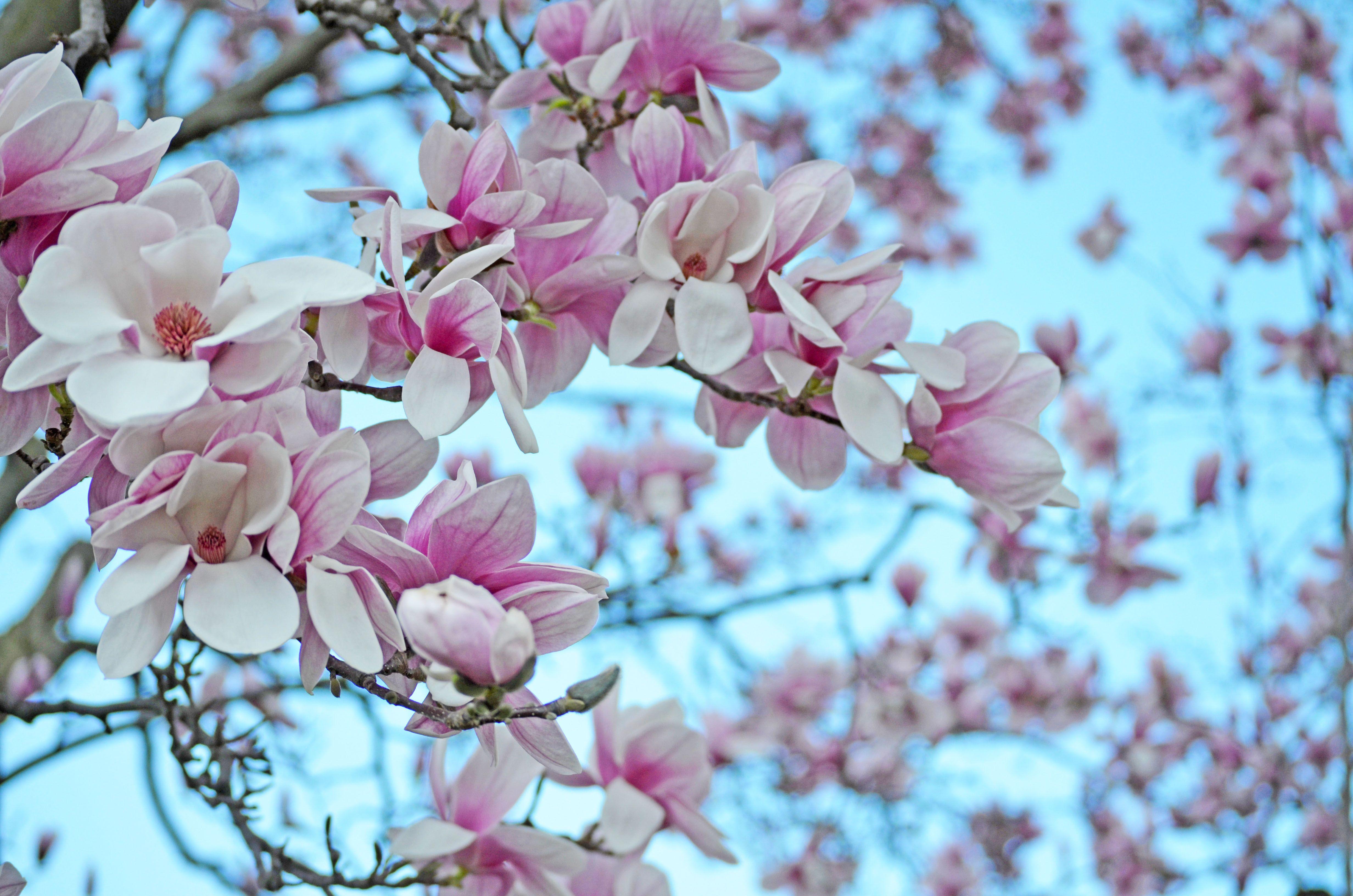 Magnolia Tree Wallpapers - Top Free Magnolia Tree Backgrounds