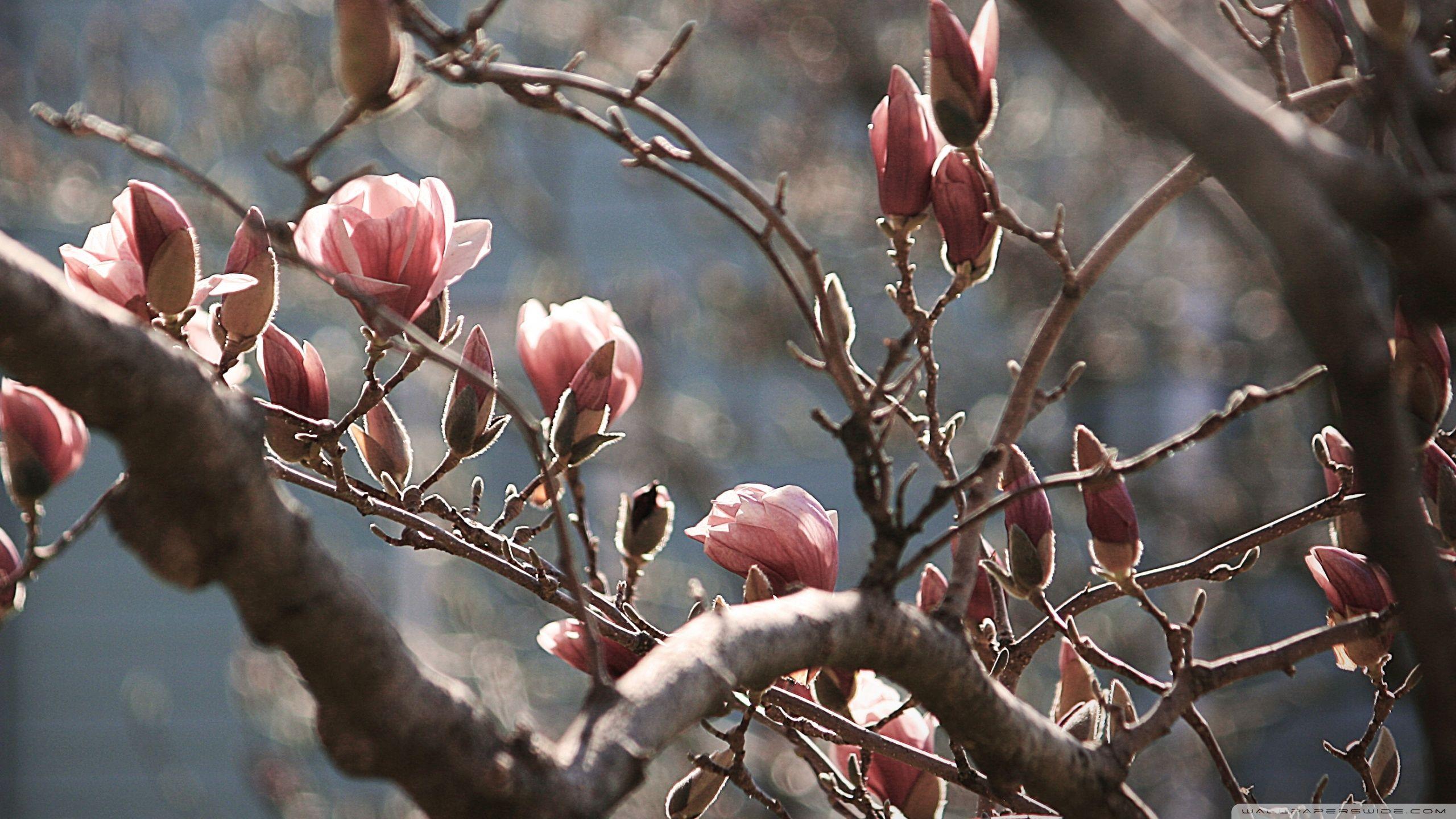 Magnolia Tree Wallpapers - Top Free Magnolia Tree Backgrounds