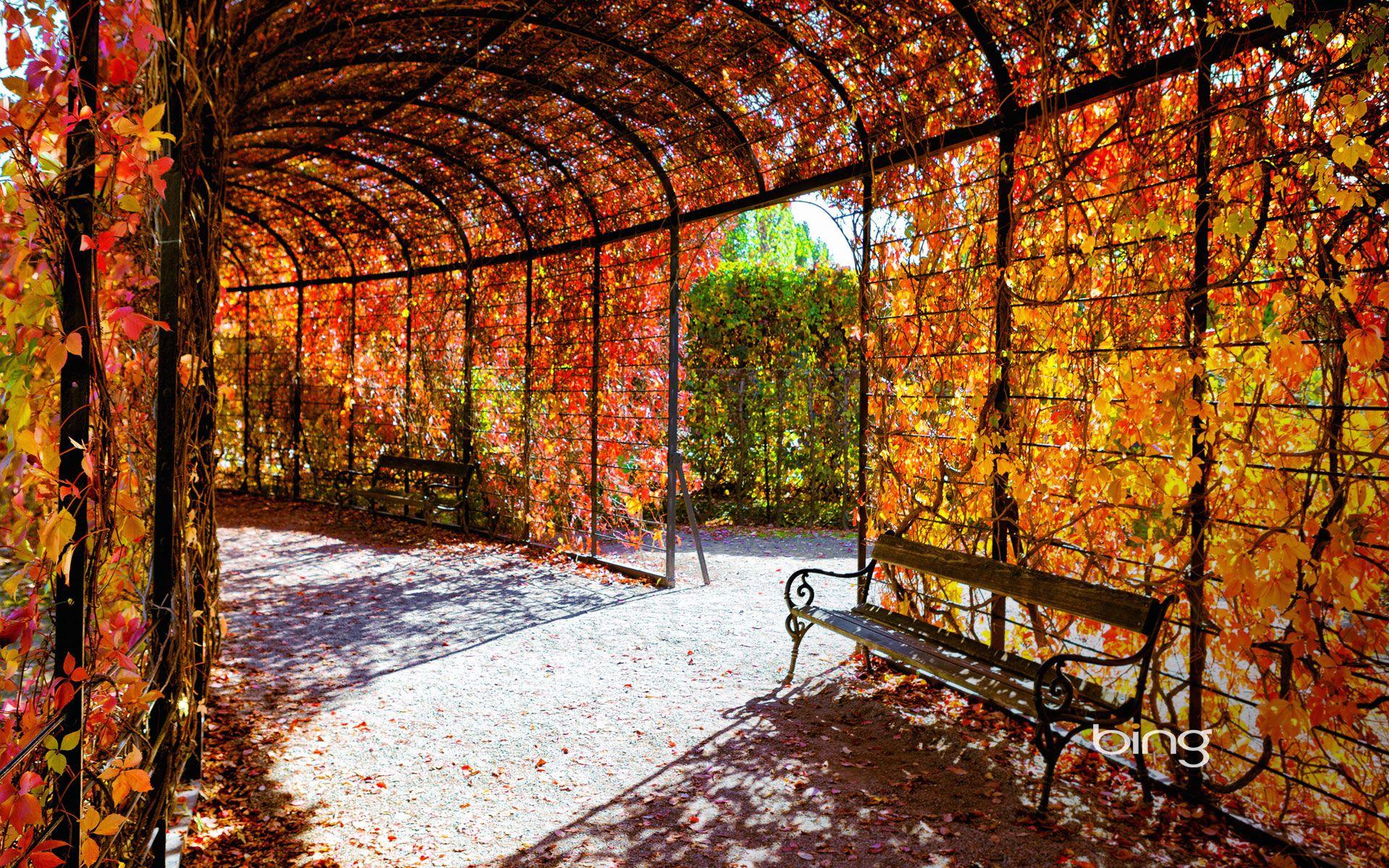 1920x1200 Autumn foliage, Schoenbrunn Palace, Vienna, Austria