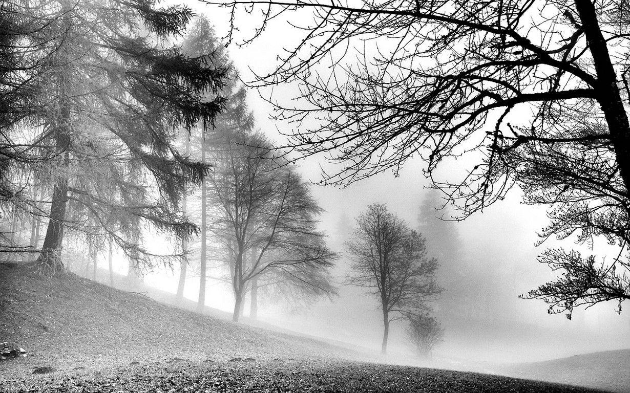 1230x768 #forest, #monochrome, #nature, #morning, #mist, #trees, #landscape, #cold, #peace, #frost, #winter, wallpaper. Mocah.org HD Desktop Wallpaper