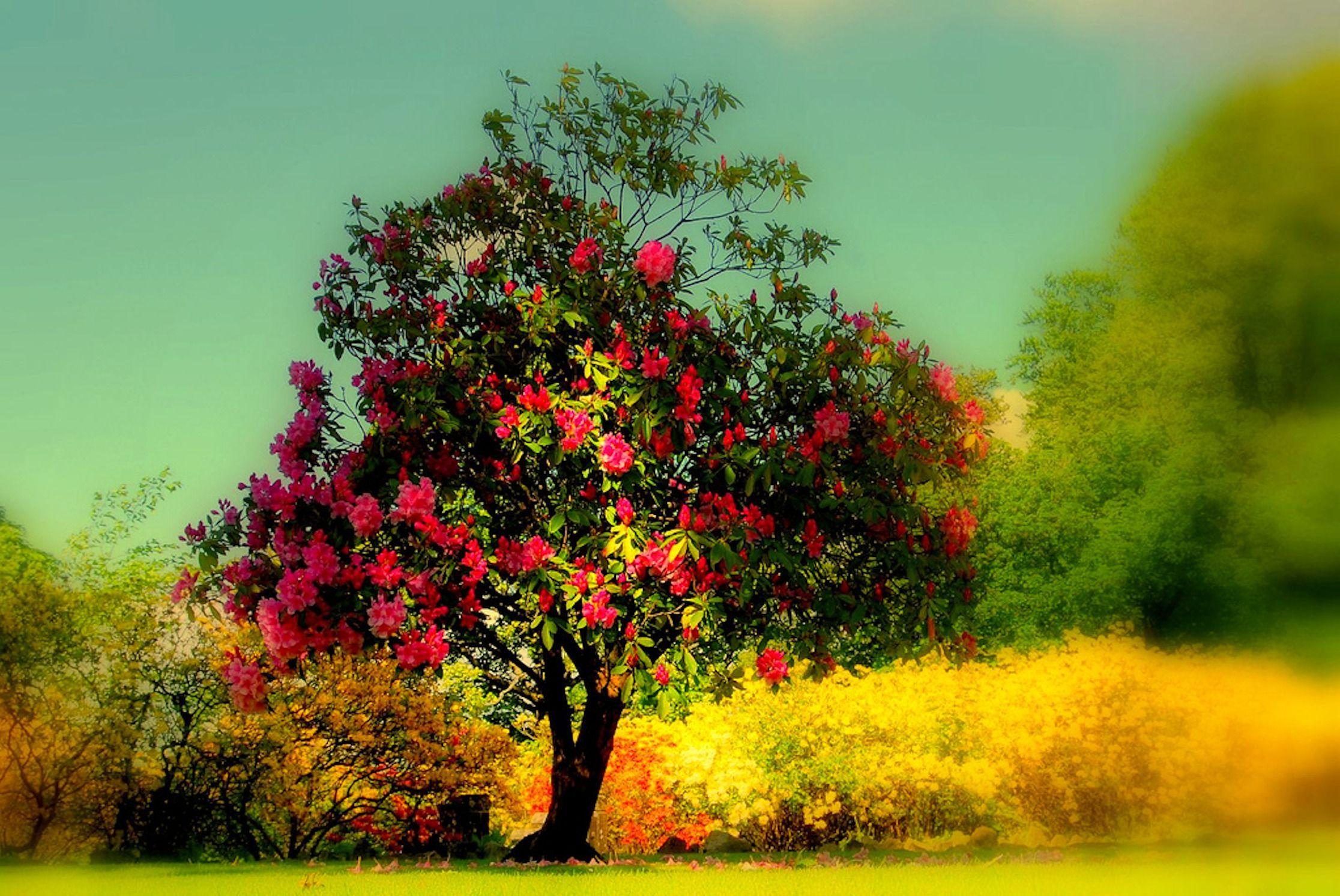 Hình nền cây đẹp 2232x1493 https://wallpaperaccess.com/full/3854936.jpg