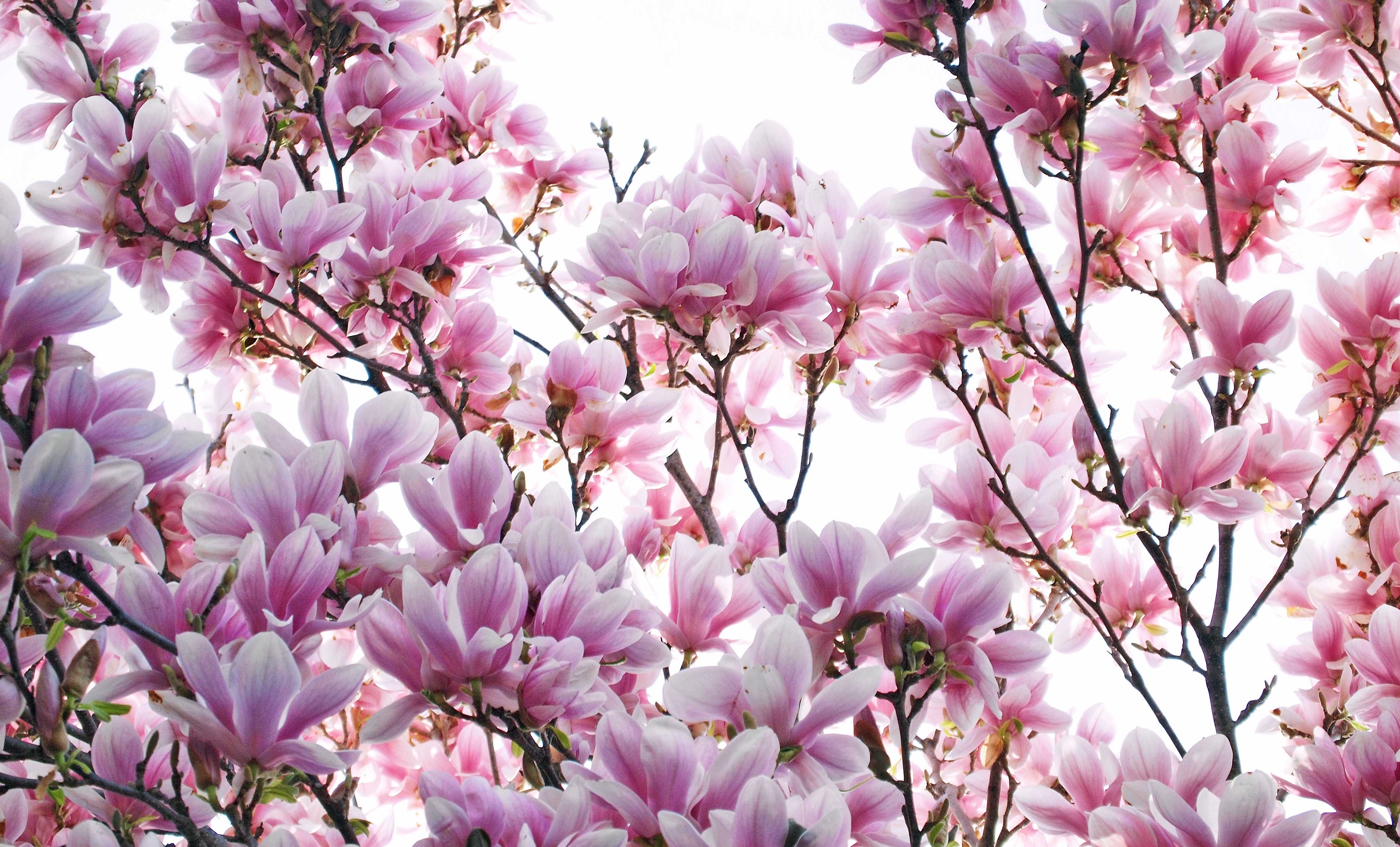 4032x2438 Magnolia Desktop Background. Beautiful Widescreen Desktop Wallpaper, Desktop Wallpaper and Naruto Desktop Background
