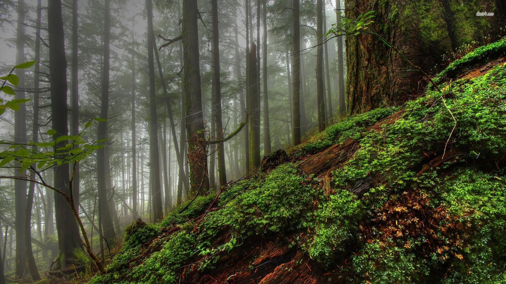 1920x1080 Forest Wallpaper Growth Forest, Download Wallpaper