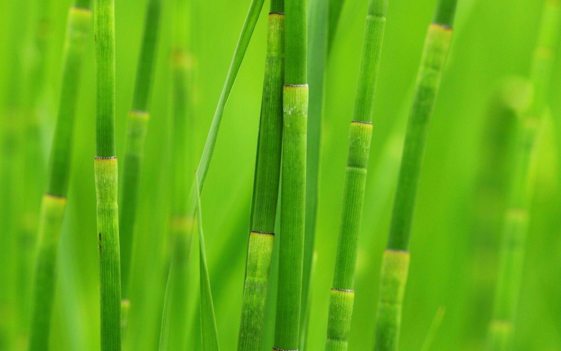 1920x1200 Bamboo Wallpaper