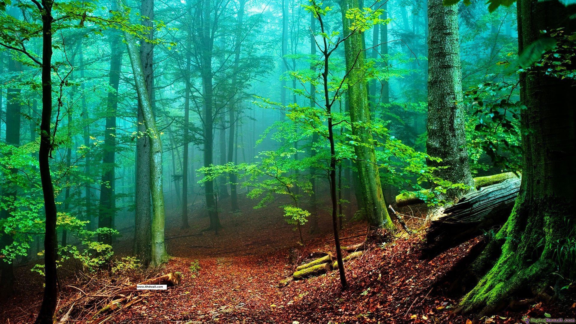 1920x1080 New HD forest wallpaper, Wallpaper of forest - Modern HD Wallpaper