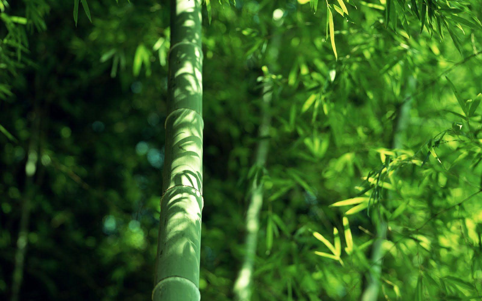 1600x1000 HQ Wallpaper: Bamboo Forest High Definition picture 1920x1200 wallpaper