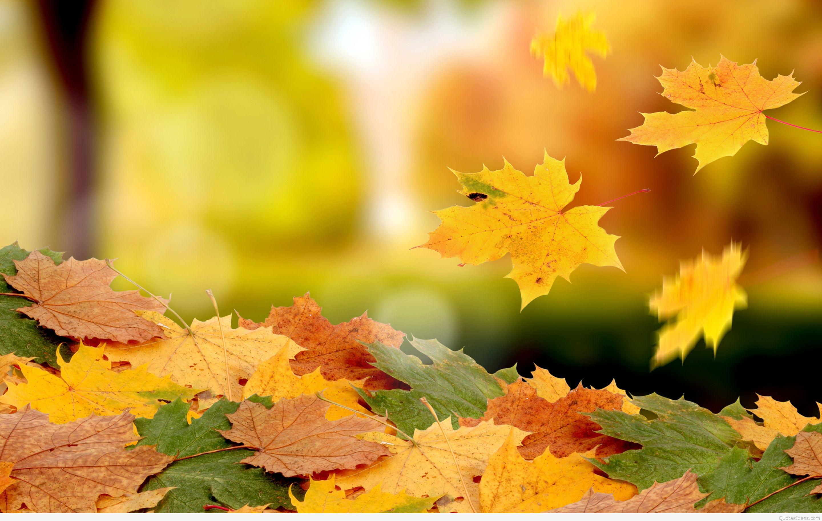 Korean Autumn Wallpapers - Top Free Korean Autumn Backgrounds