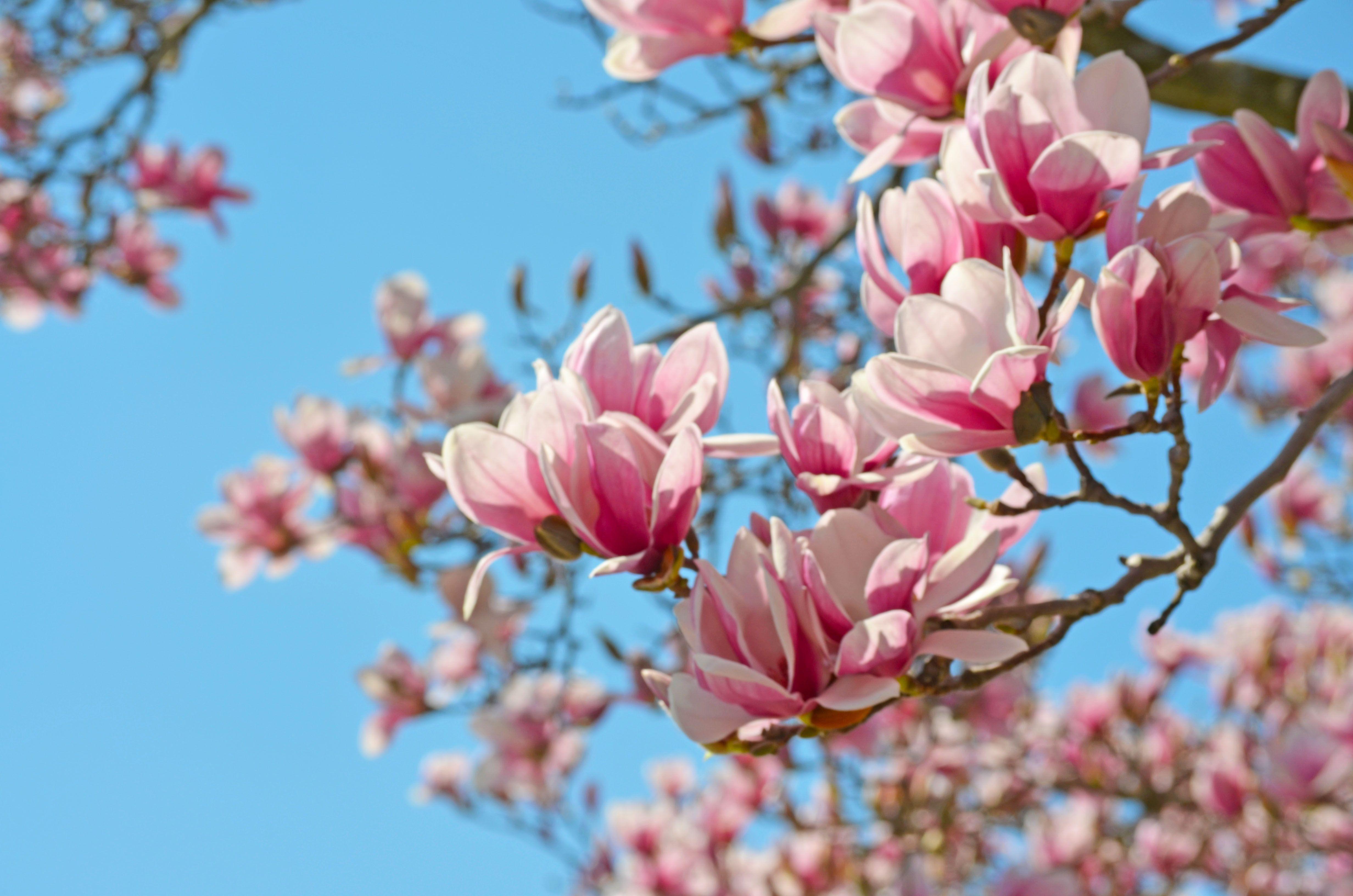 4928x3264 Magnolia Spring Wallpaper