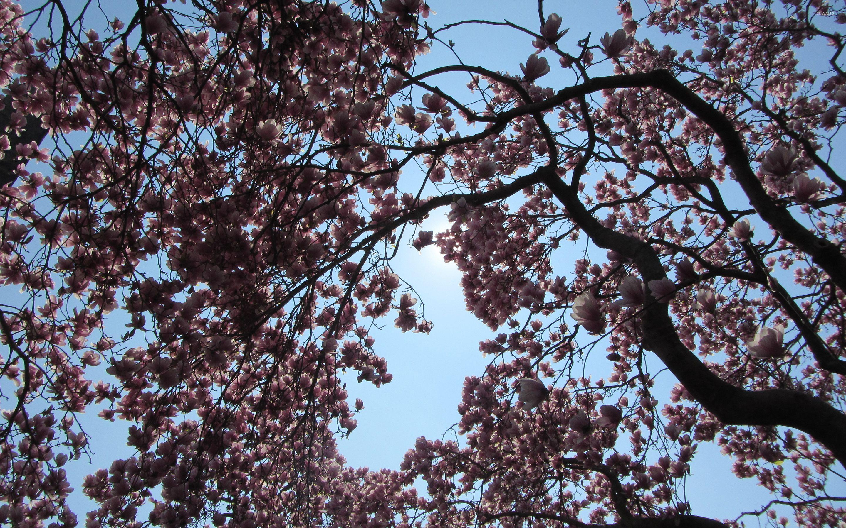 Magnolia Tree Wallpapers - Top Free Magnolia Tree Backgrounds